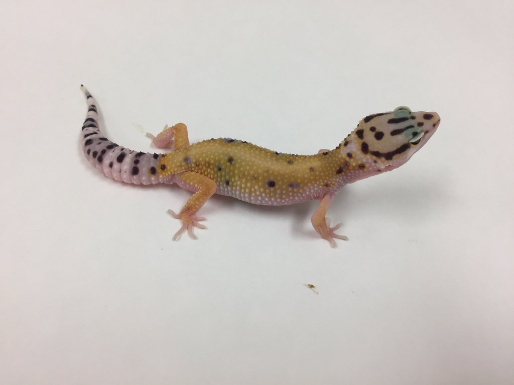 Hypo Leopard Gecko by BHB Reptiles