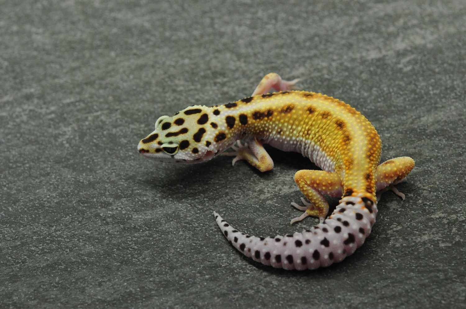 Stripe Pos Het Rainwater Leopard Gecko by J5 Gecko