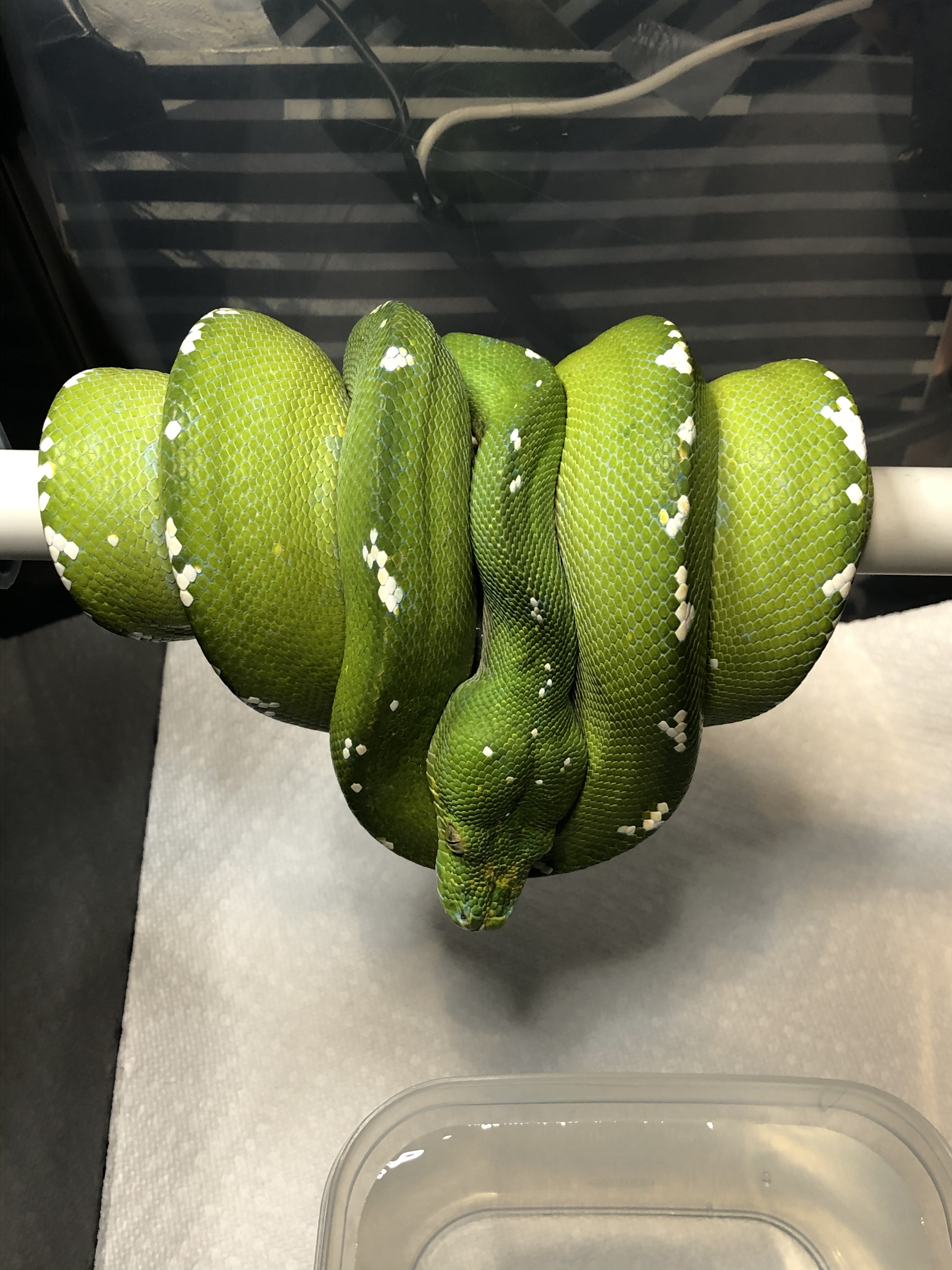Adult Male Aru Green Tree Python by Mile high chondros