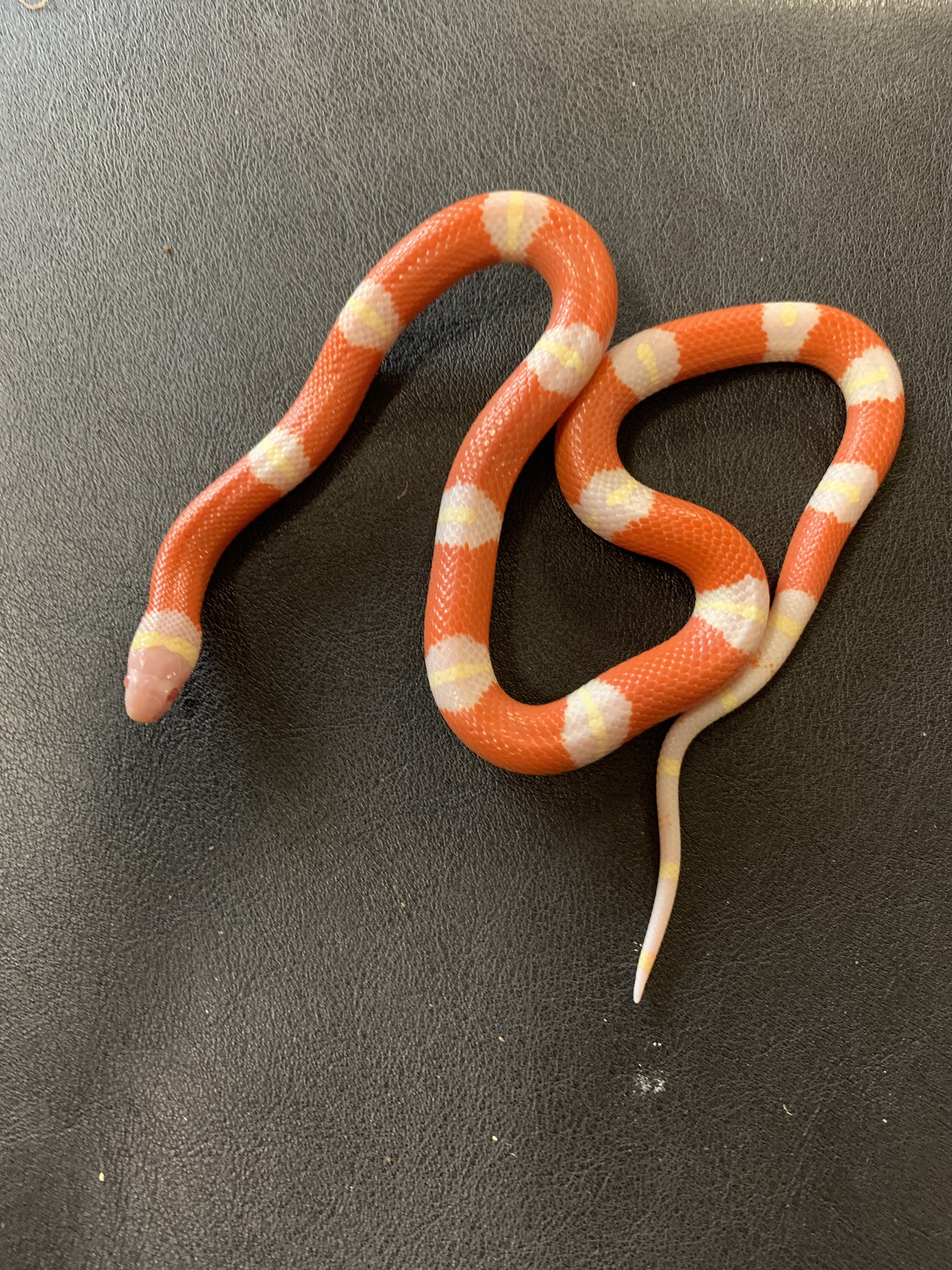 Albino Sinaloan Milk Snake by Taboo Betty Reptiles