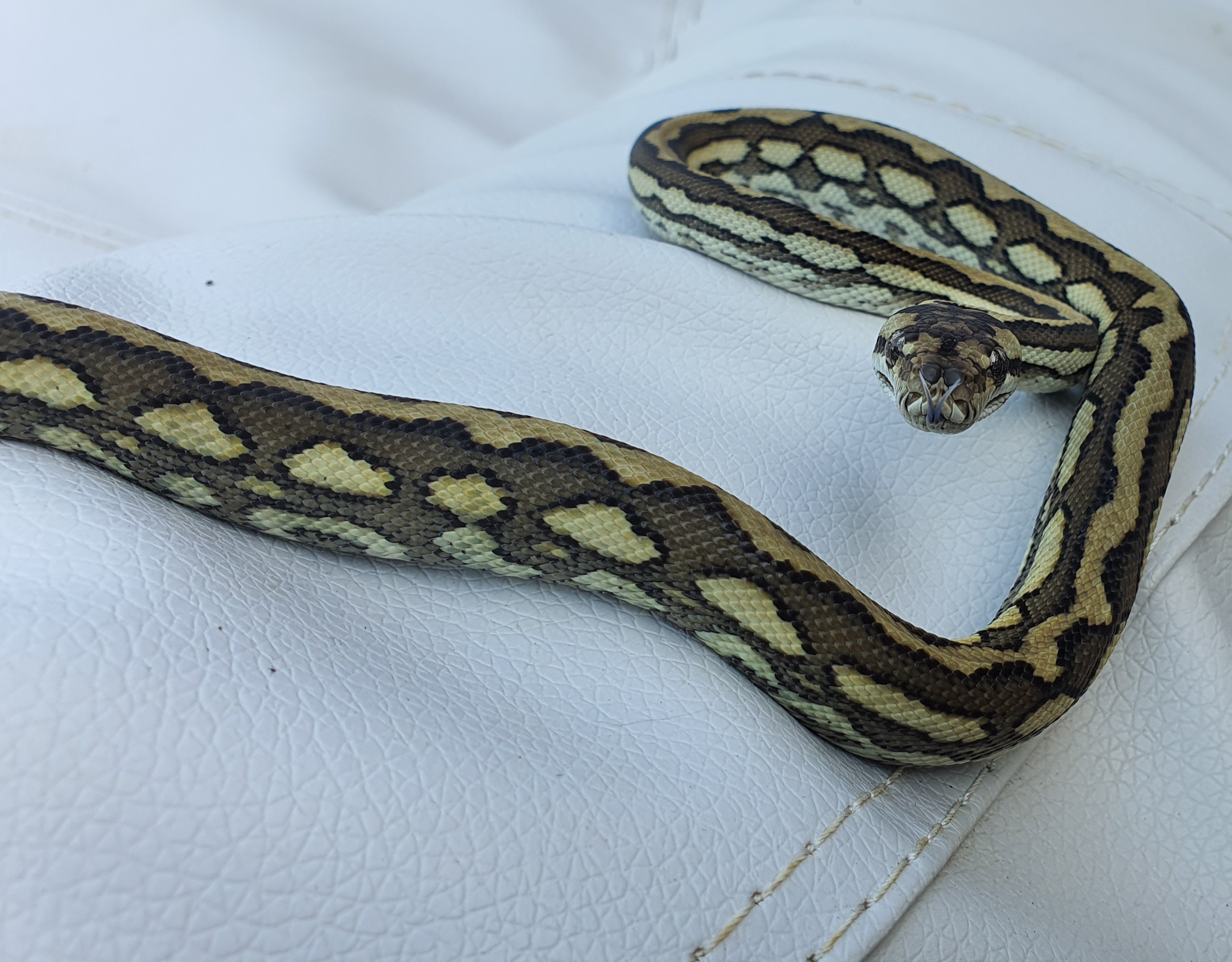 Tiger Coastal Carpet Python by Ig Exotics