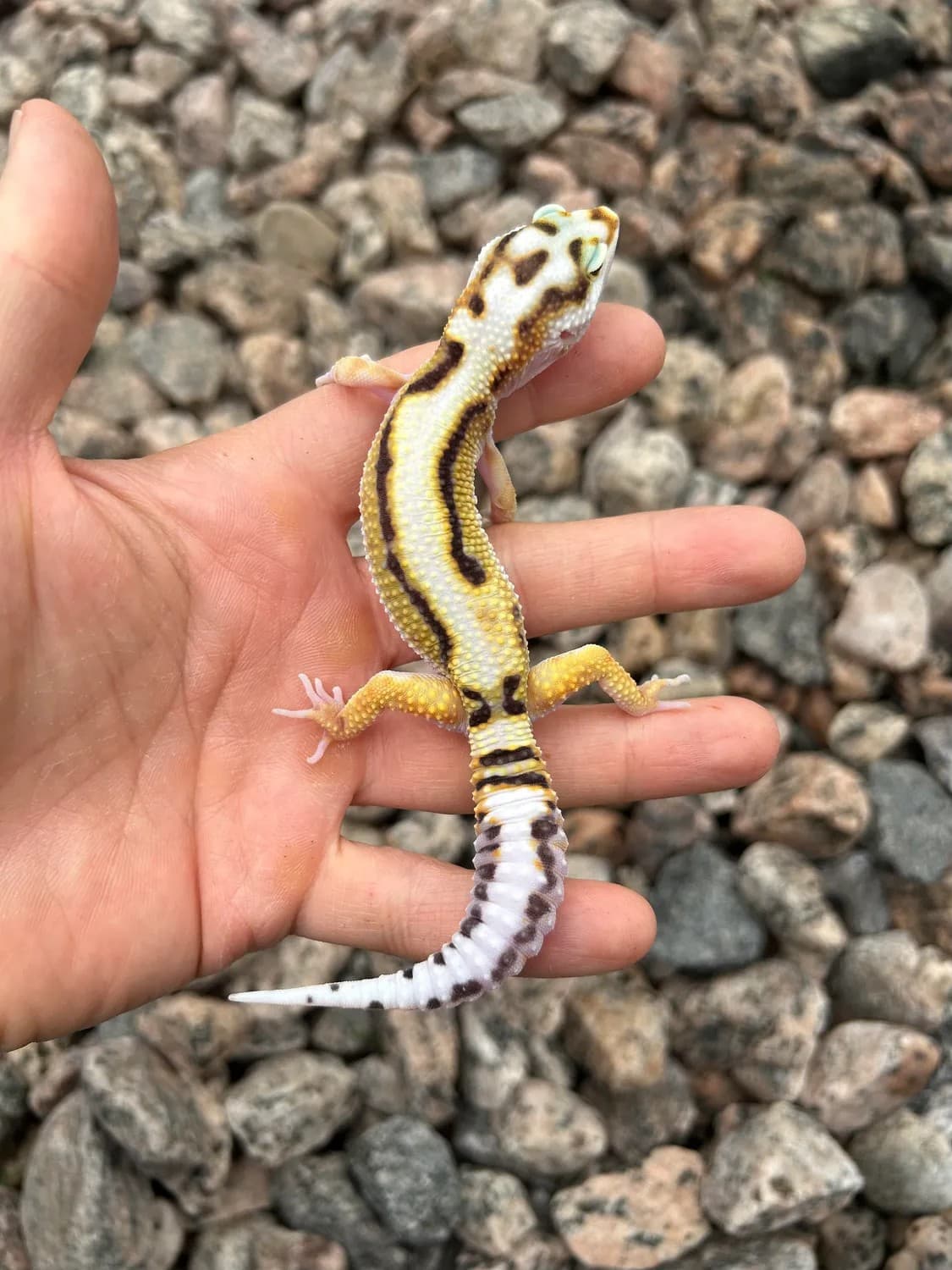 White & Yellow - Leopard Gecko Traits - Morphpedia