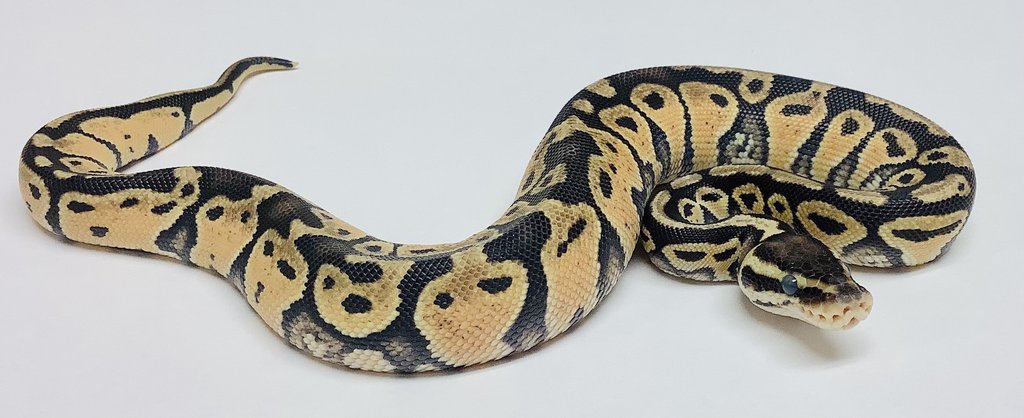 Pastel Ball Python by BHB Reptiles