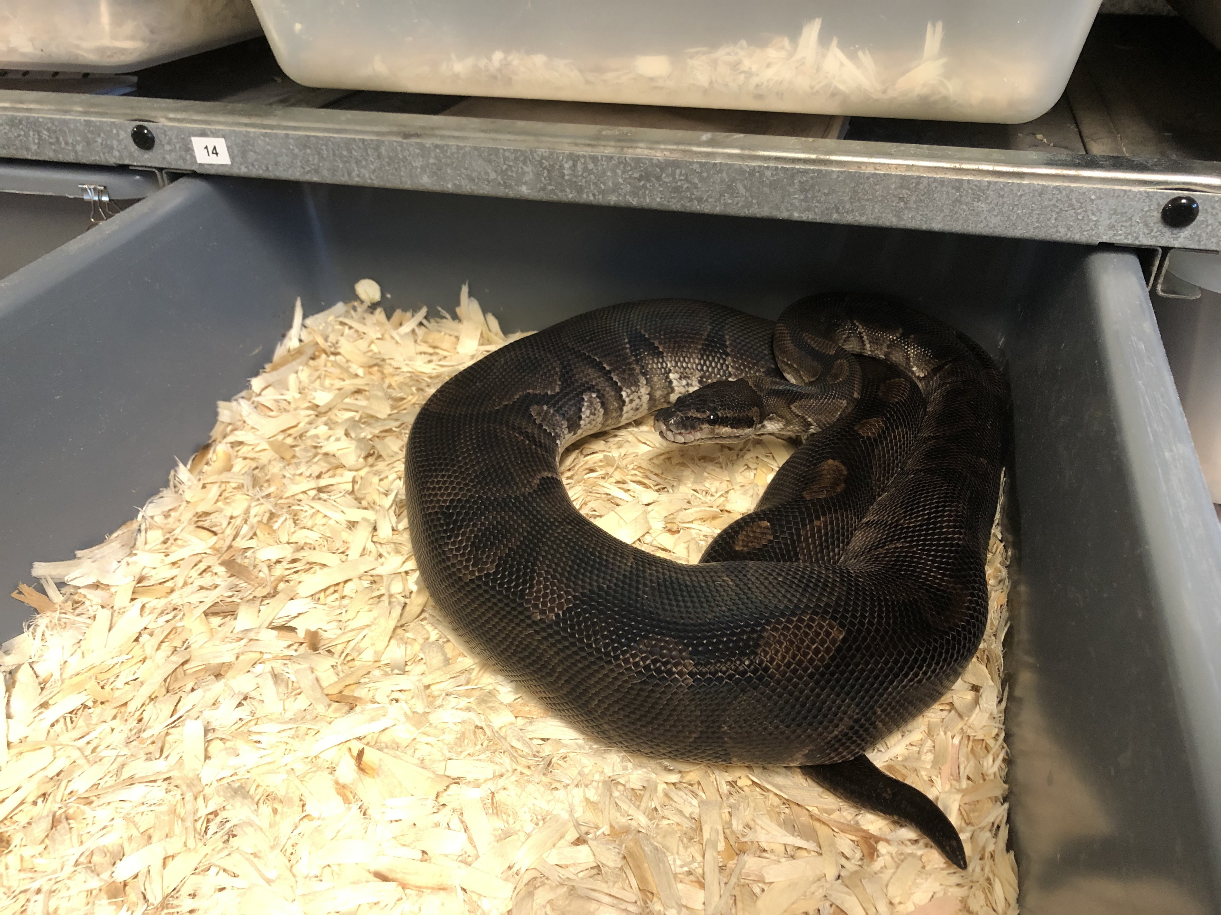 Black Axanthic Ball Python by kcs_royal_pythons