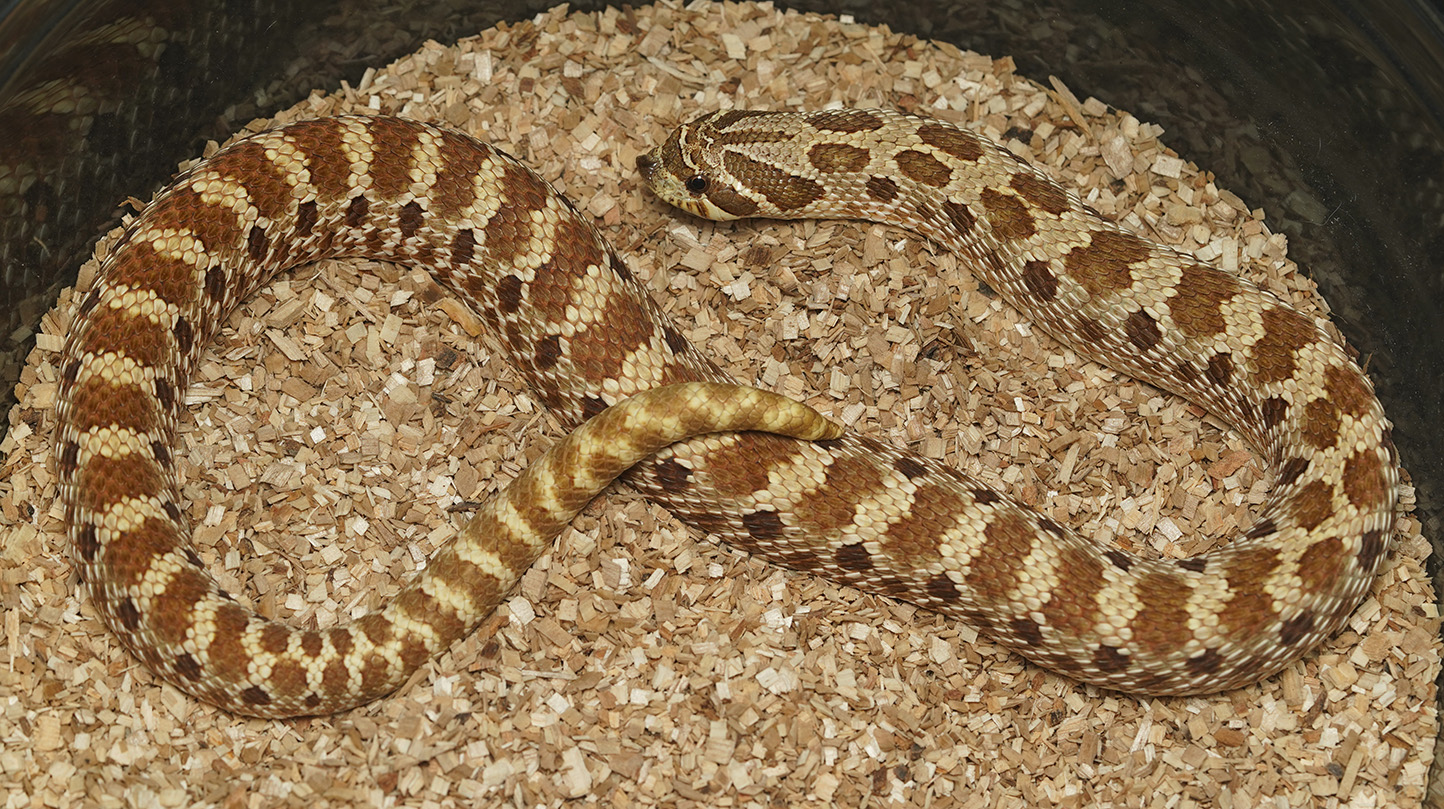 Normal Western Hognose by Mesozoic Reptiles