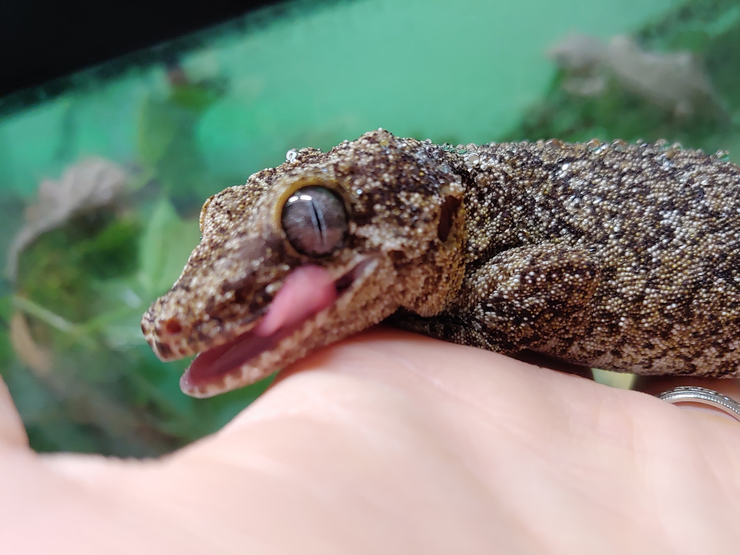 5.5 Year Old PHANTOM EYE BREEDER FEMALE Gargoyle Gecko by Kats Crested Critters
