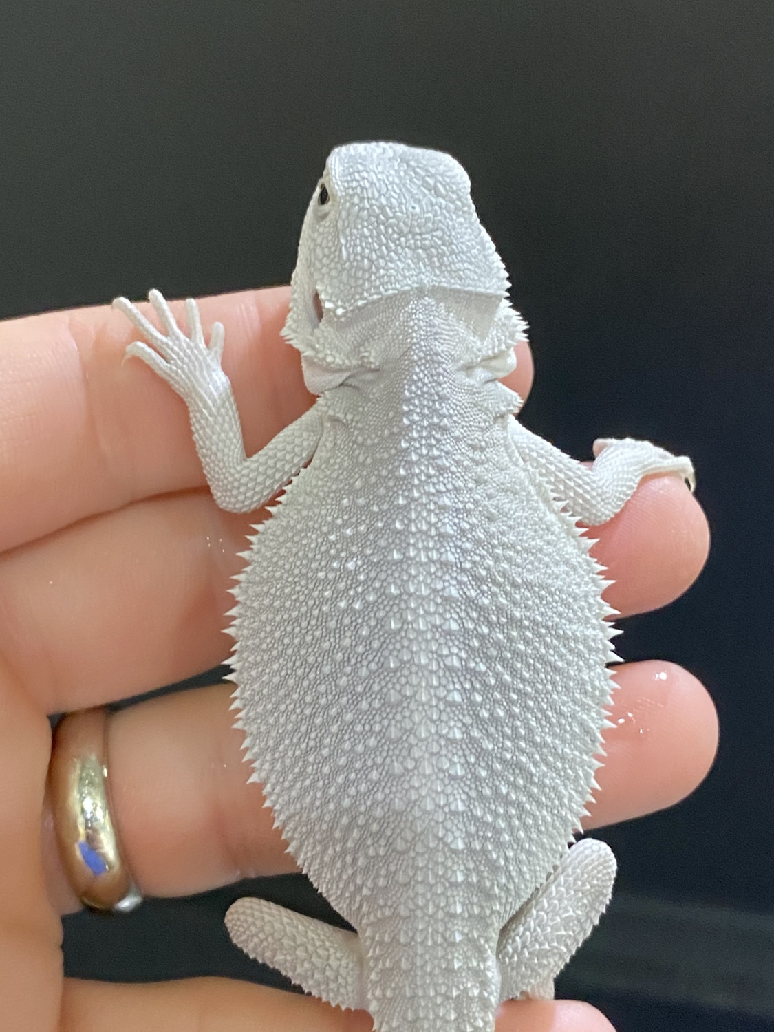 Hypo, Wero Central Bearded Dragon by Andrew's Reptiles LLC