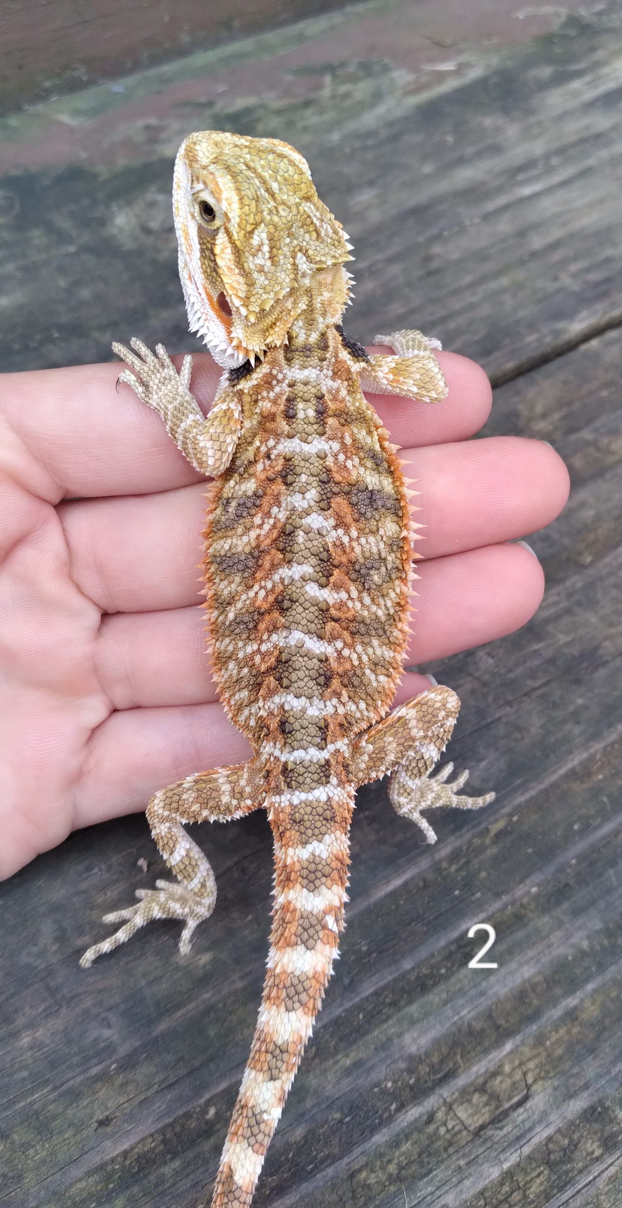 Orange Central Bearded Dragon by Dragon Fortress Reptiles