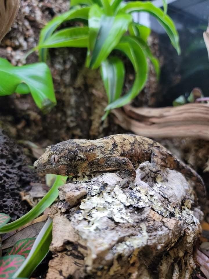 Mainland Chahoua Gecko by Reptile Factory