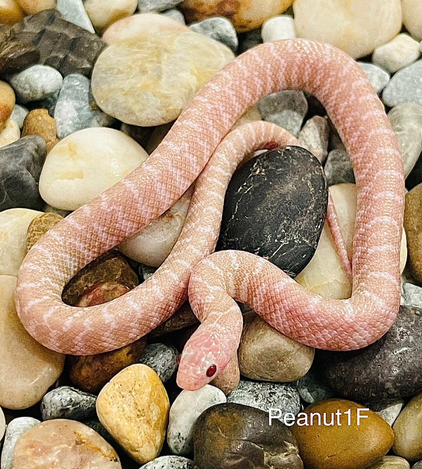Pink Pearl Het Peanut Butter Florida Kingsnake by Captivating Reptiles LLC