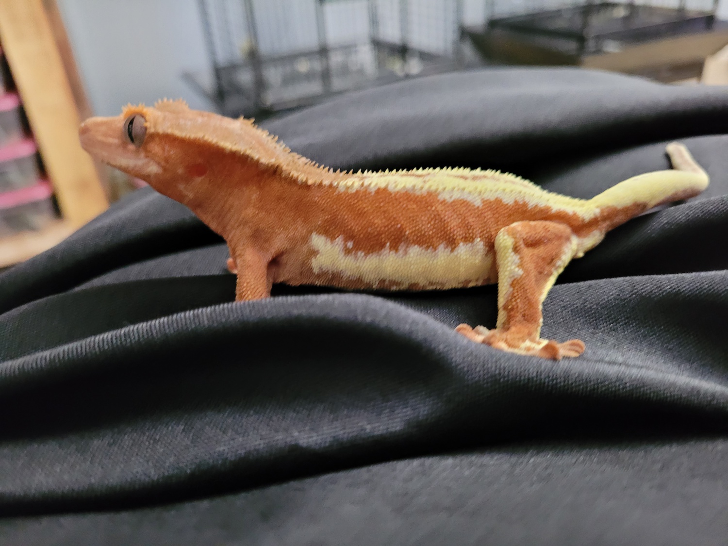 Pink Phantom Lily Crested Gecko by Wicked Pink Exotics
