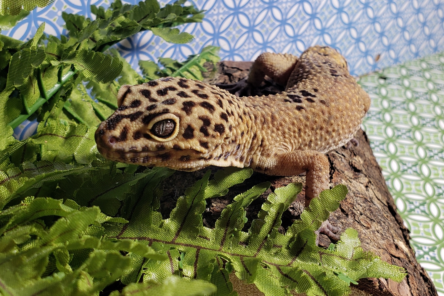 Giant Leopard Gecko by Derby City Reptiles