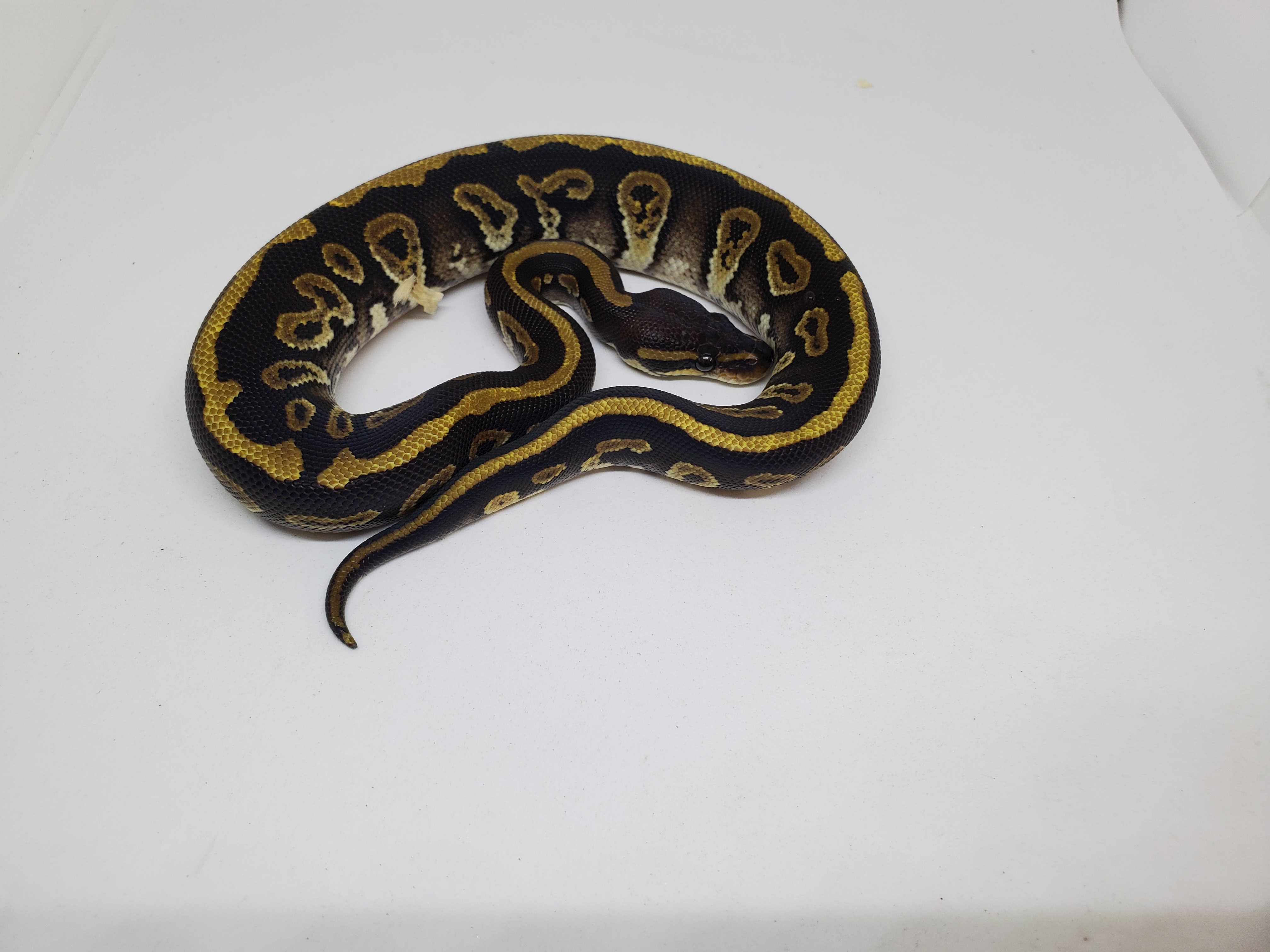 Black Lace Ball Python by Reptile Collective