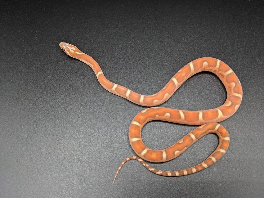 Scaleless Hypo by Quirky Corn Snakes