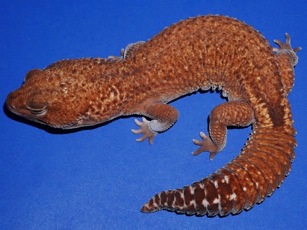 Patternless African Fat-Tailed Gecko by Geckos Etc. Herpetoculture