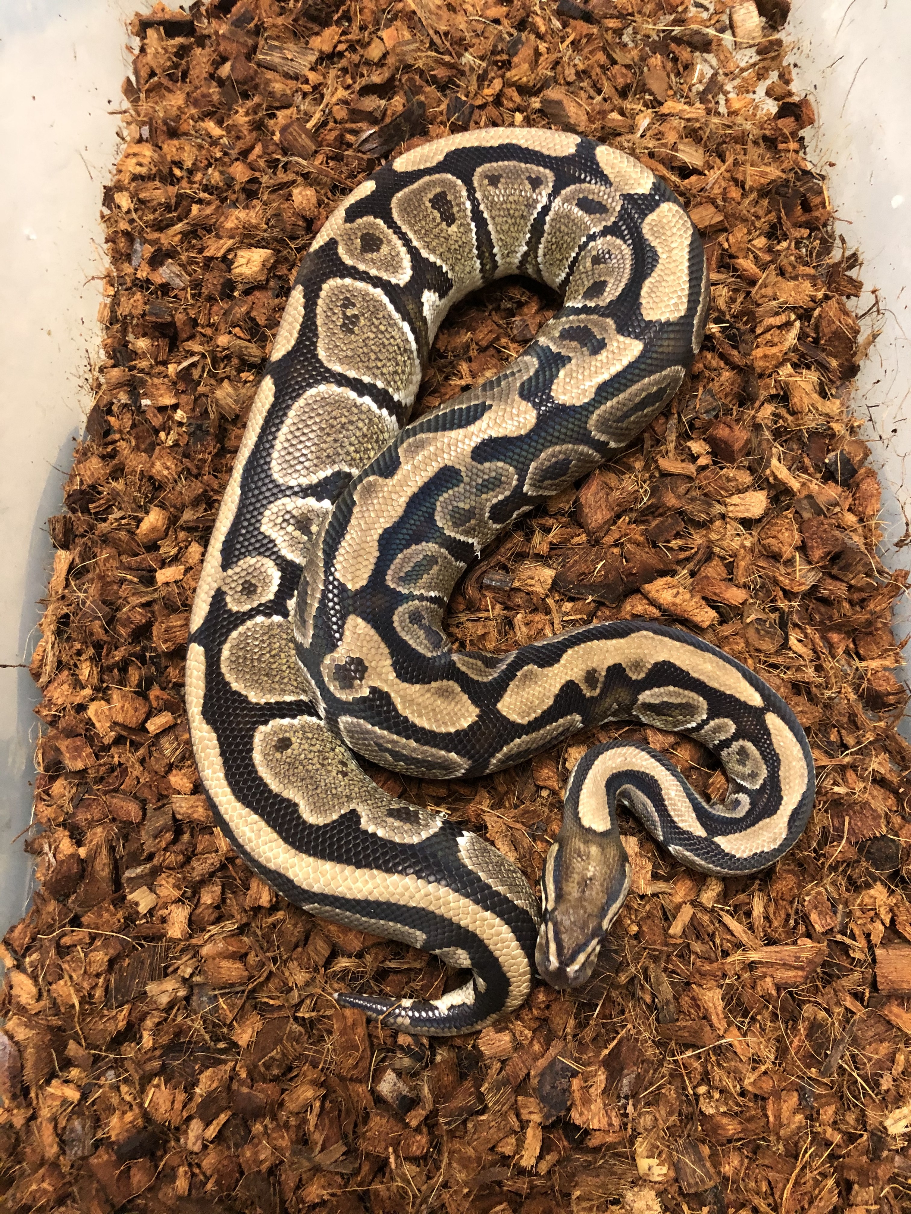 Specter Ball Python by Muddywater Reptiles