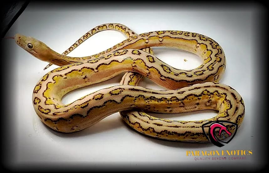 Mochino Motley Marble Jag Reticulated Python by Paragon Exotics