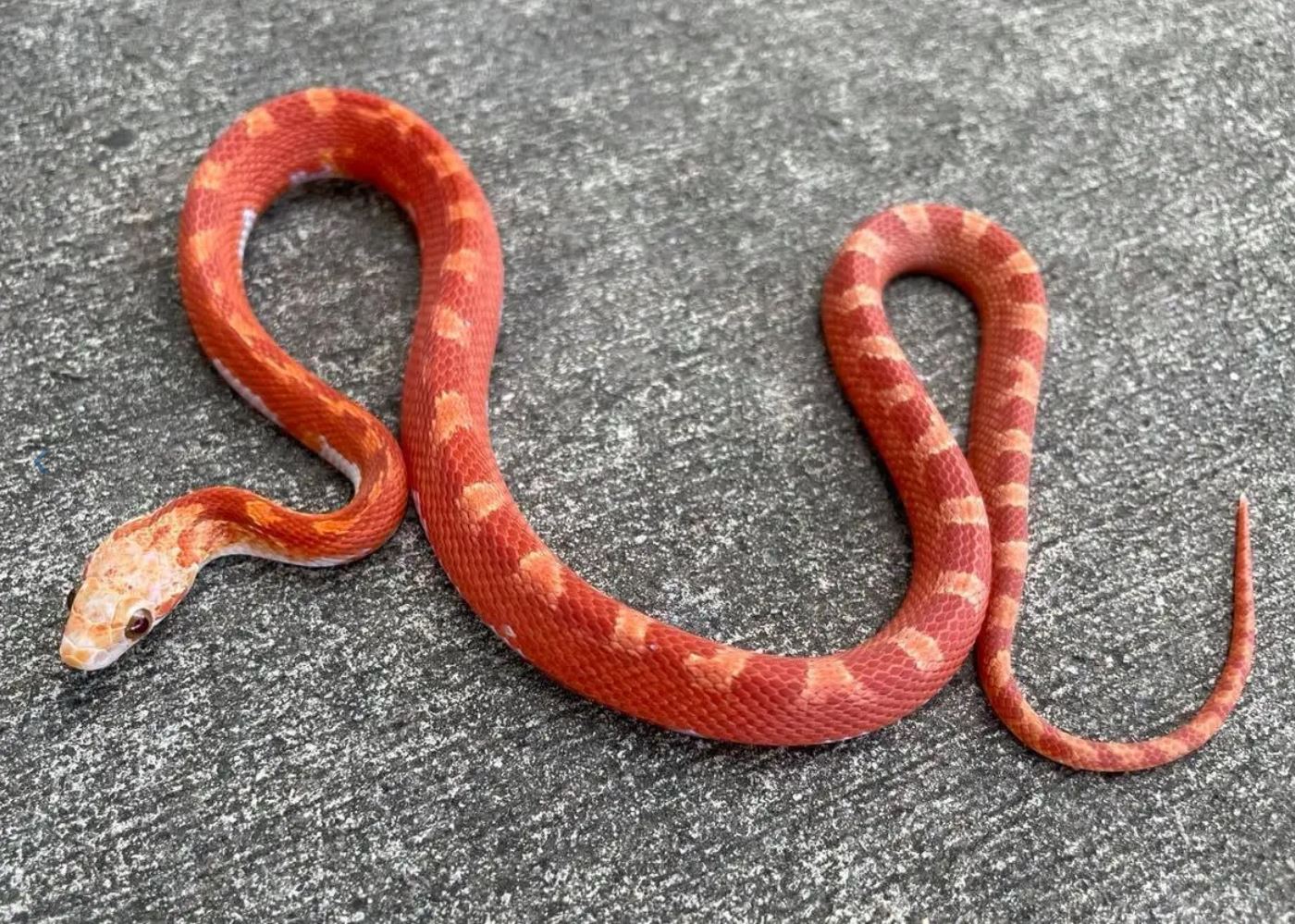 Hypo Pied Sided Bloodred by Snakes at Sunset