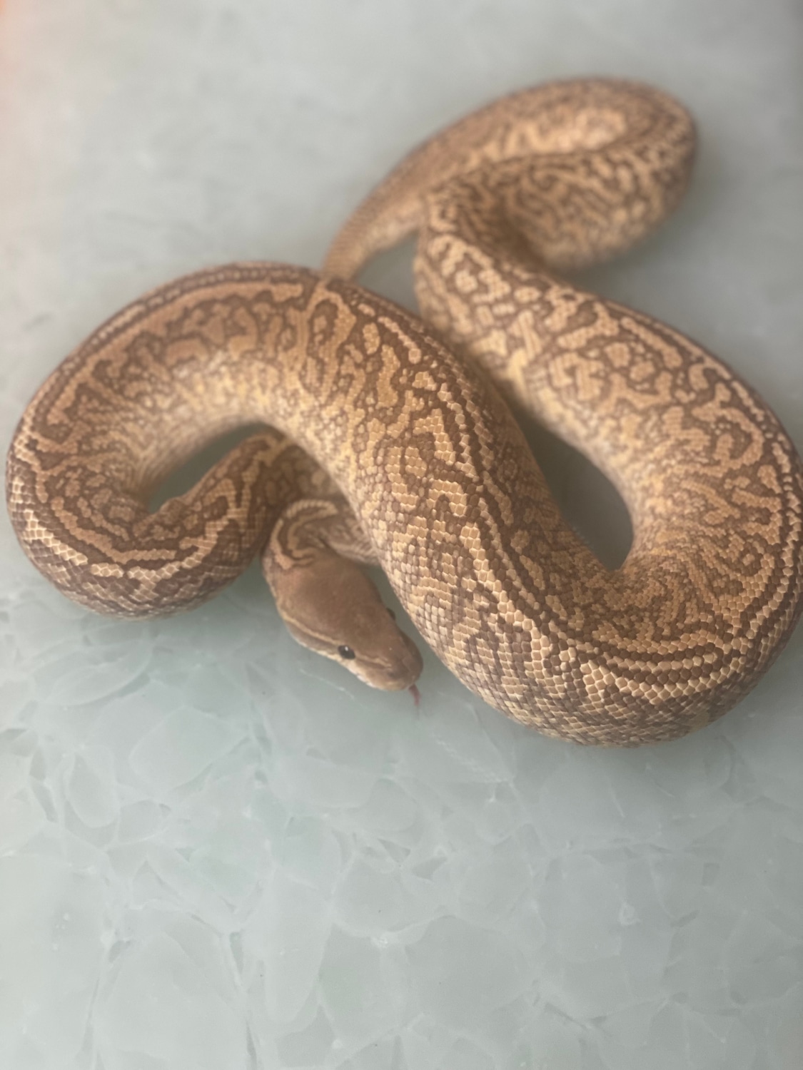 Mojave Monsoon Ball Python by Bearded Brothers Exotics