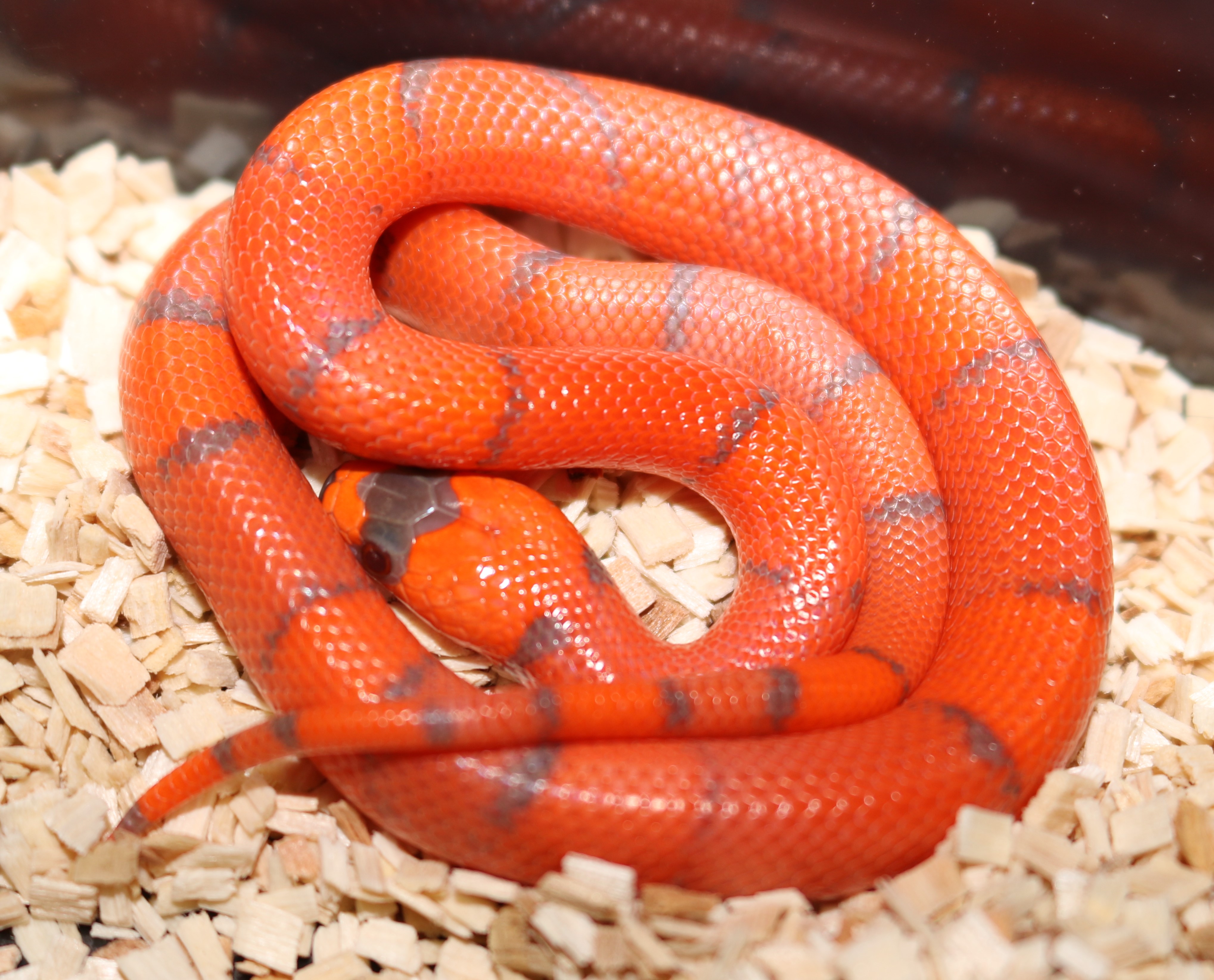 Hypo Honduran Milk Snake by Wards World Of Reptile Propagation