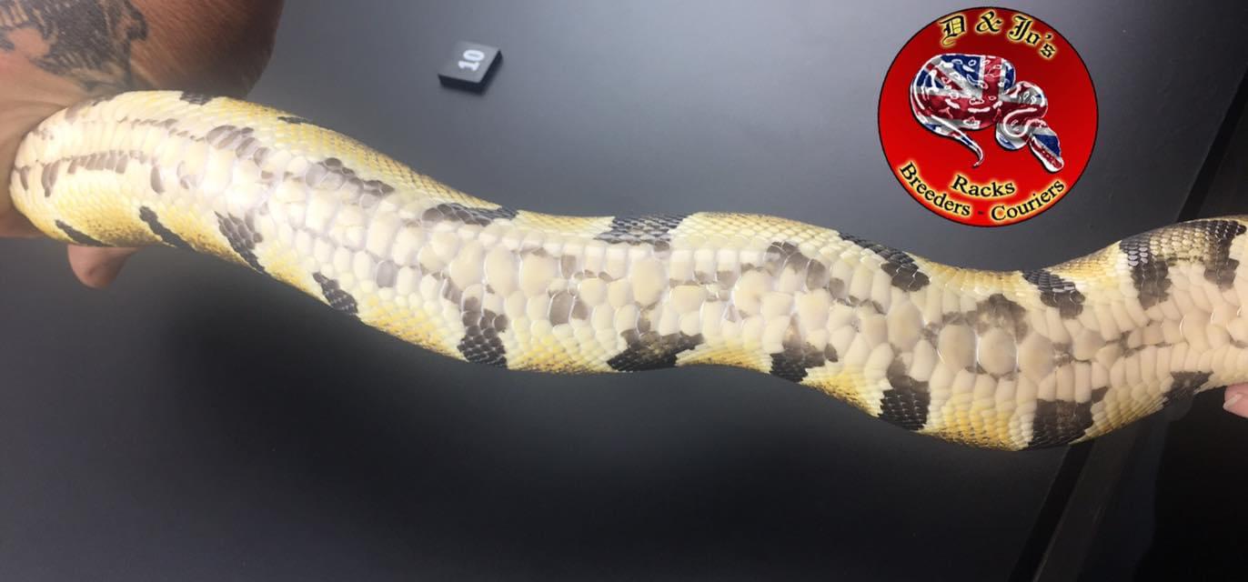 Zip Belly Microscale Ball Python by D & Jo's Pythons
