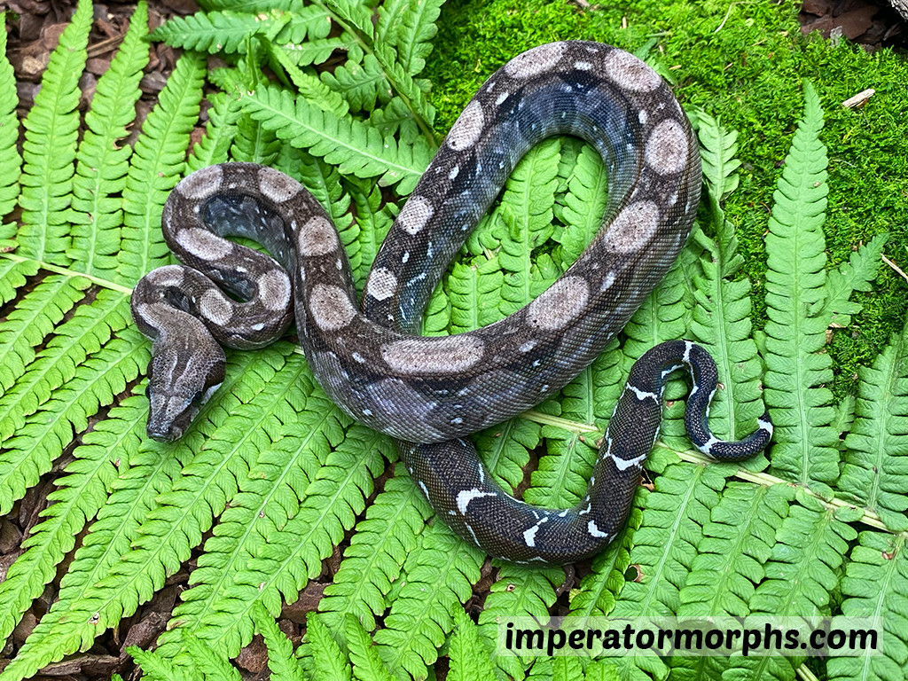 BEA Boa Constrictor by Imperatormorphs GbR