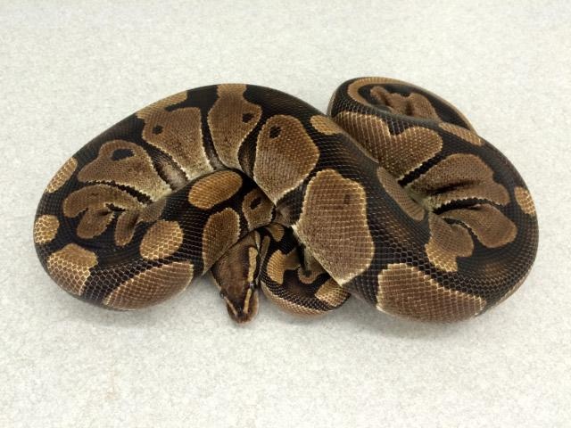 Normal Ball Python by Royal Constrictor Designs