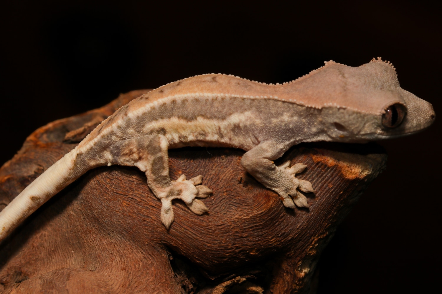 Frappuccino Poss Het Axanthic Crested Gecko by Specialty Herps2