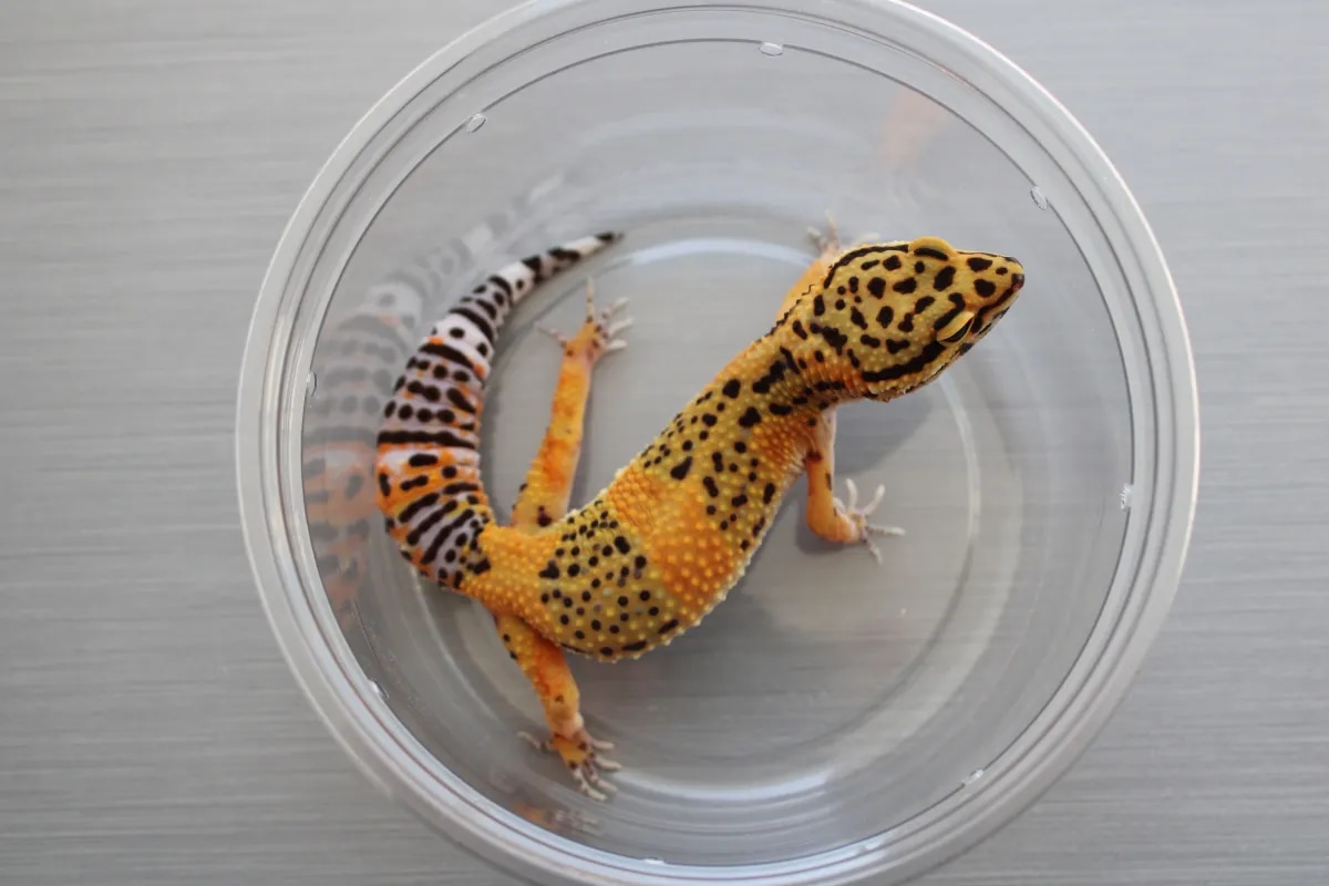 Snake Eyes - Leopard Gecko Traits - Morphpedia