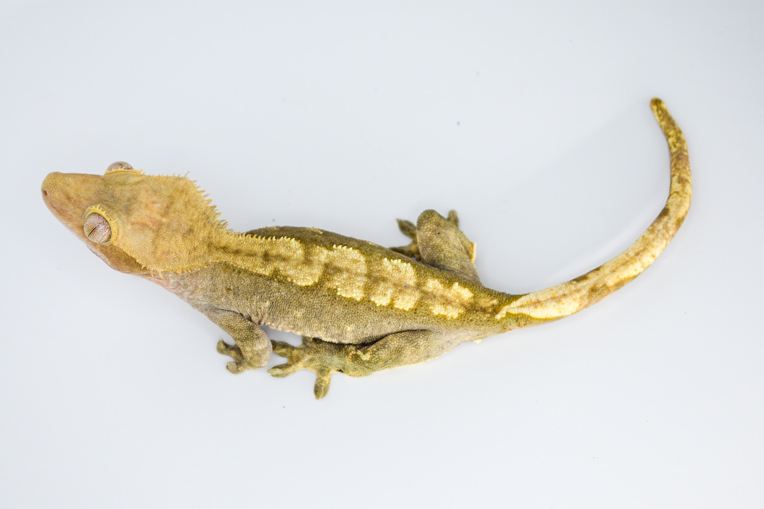 Buckskin Dashed Pin Flame Crested Gecko by Rhac N Roll