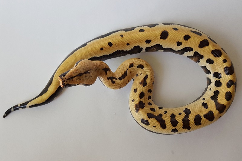 Goldeneye Blood Python by April Homich