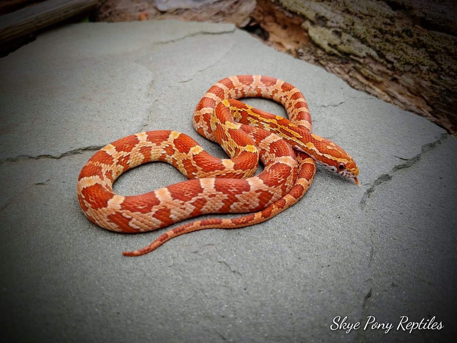 Strawberry Corn Snake by Skye Pony Reptiles