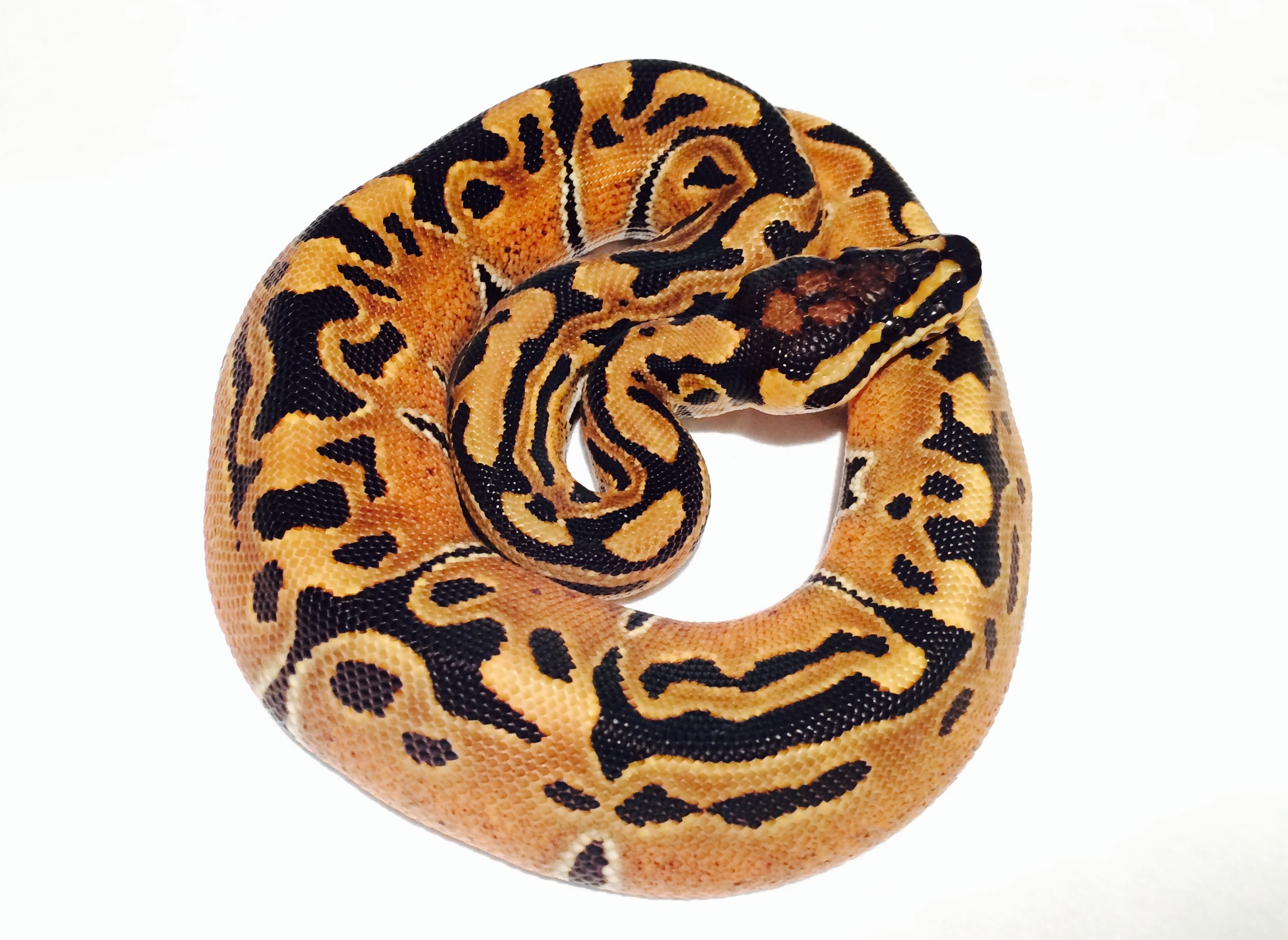 Super Jungle Woma Ball Python by Havens Reptiles