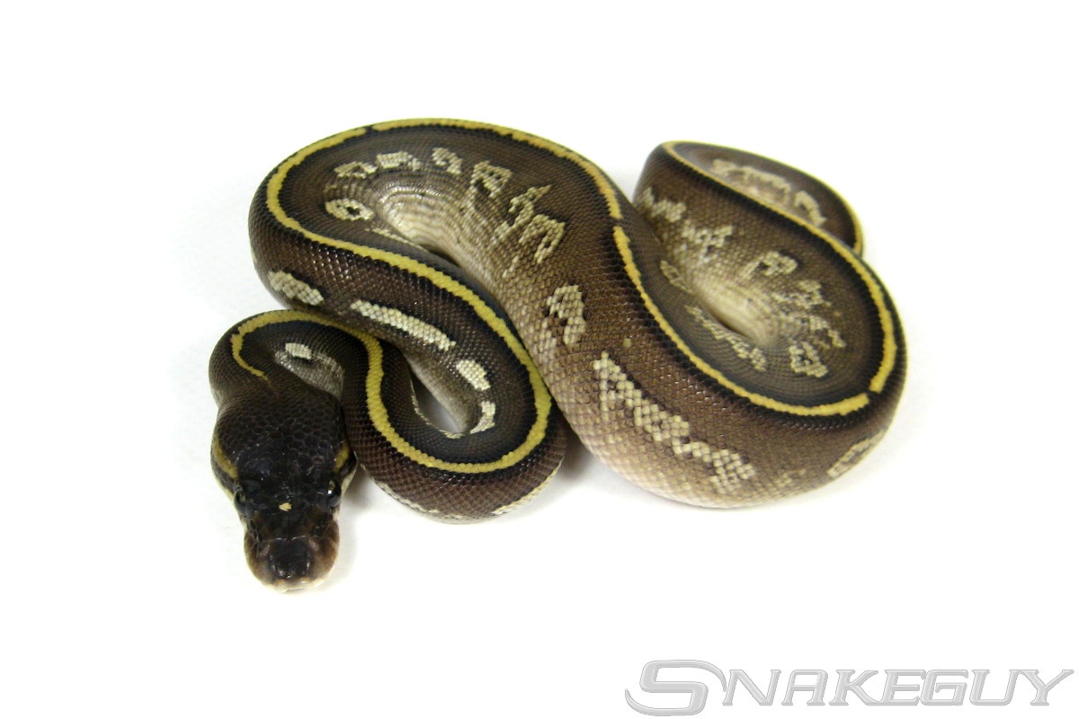 Chaos Bongo Yellow Belly Ball Python by Snakeguy