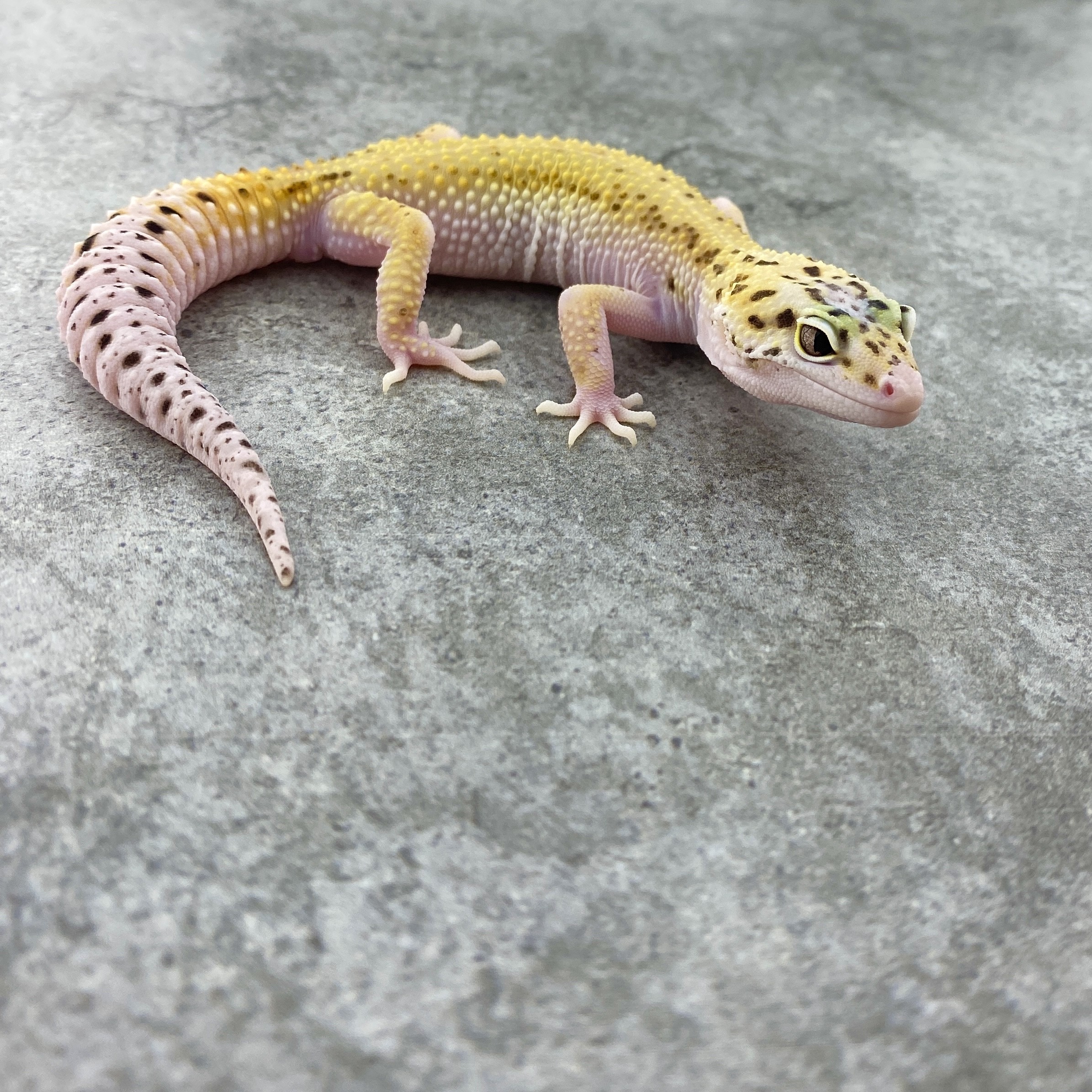 Eclipse Leopard Gecko by FuryGeckos