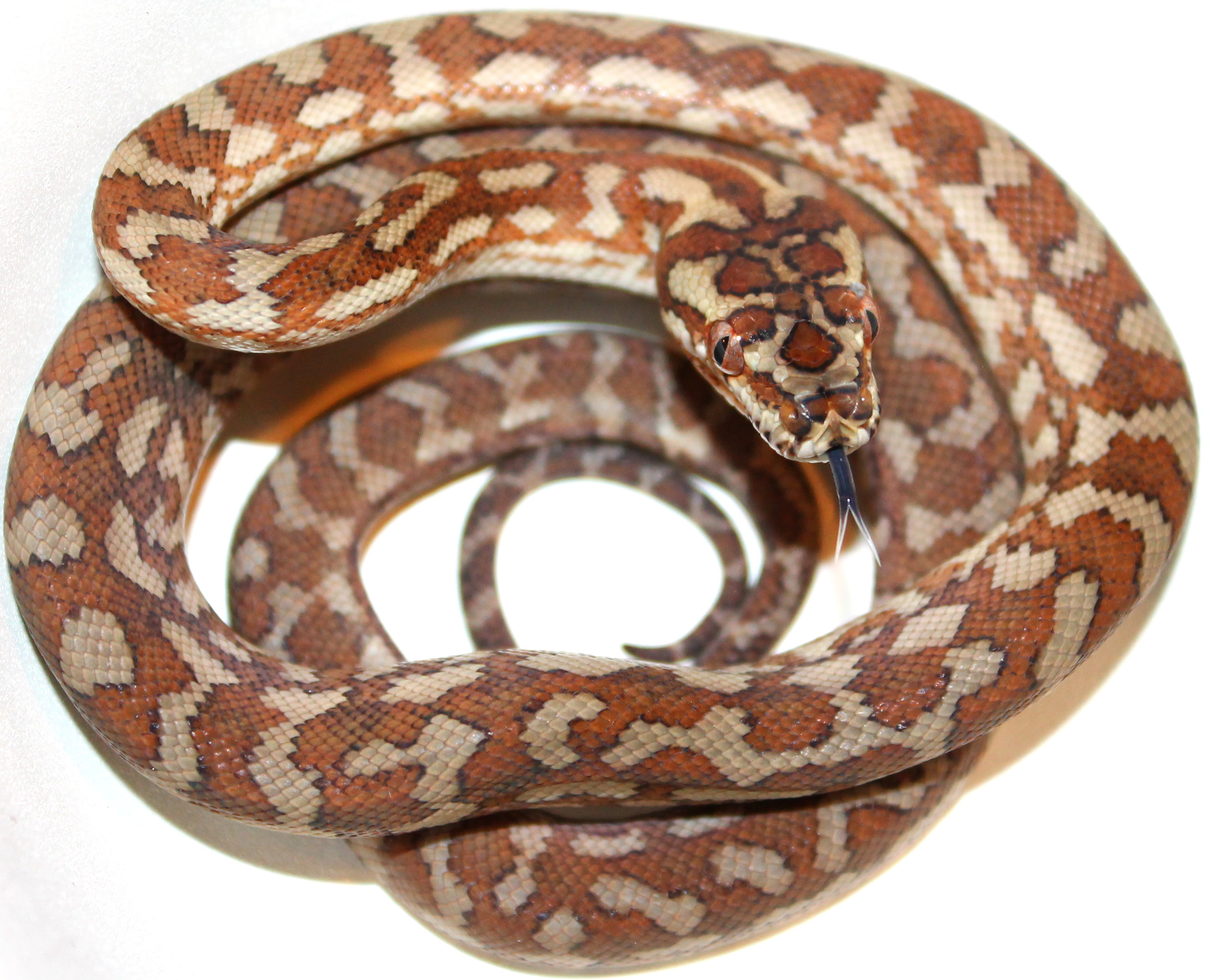 Female Caramel Coastal Carpet Python by Inland Reptile