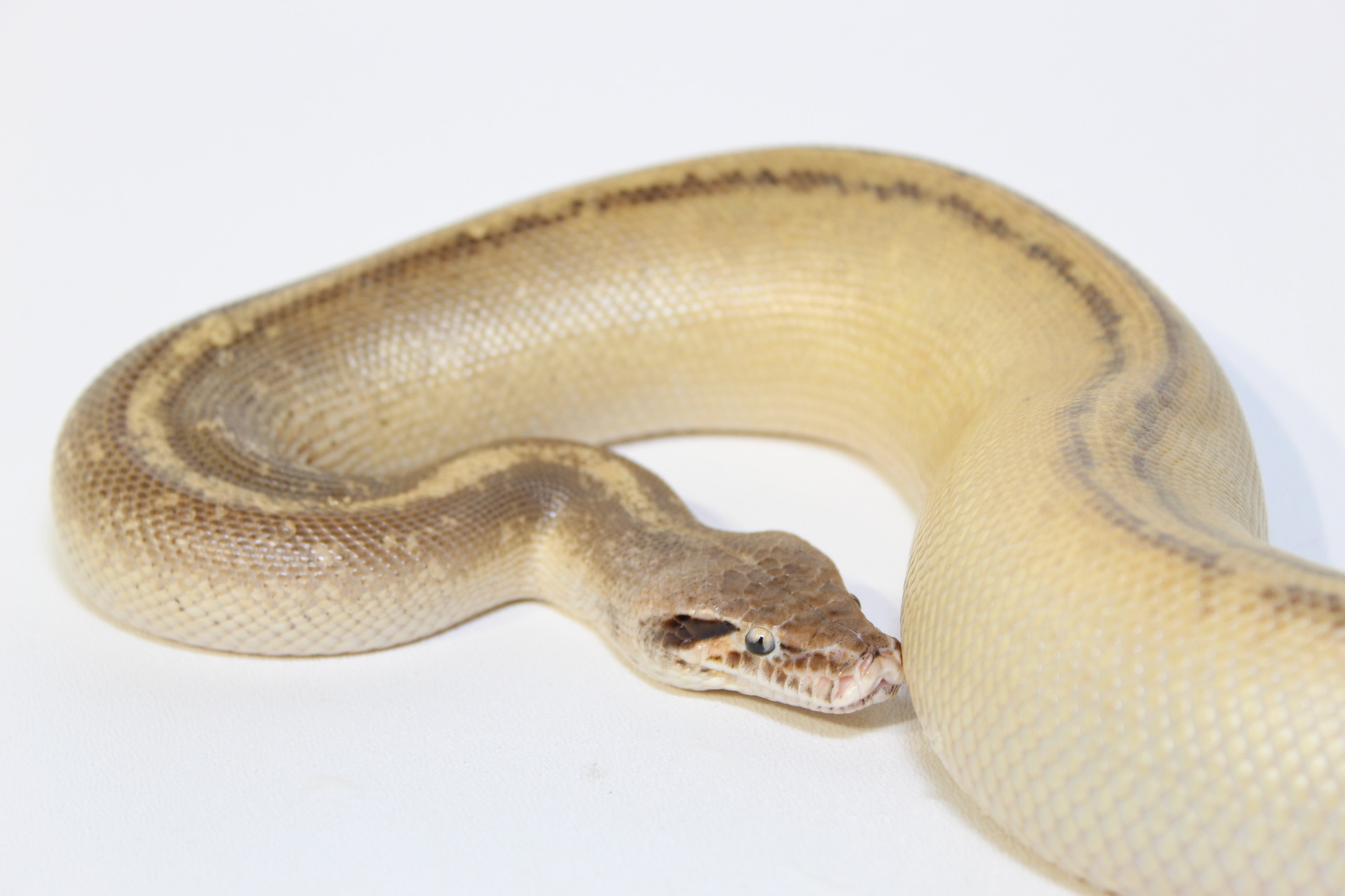 Ivory Blood Python by Rich Crowley Reptiles, an R&D Exotics LLC brand