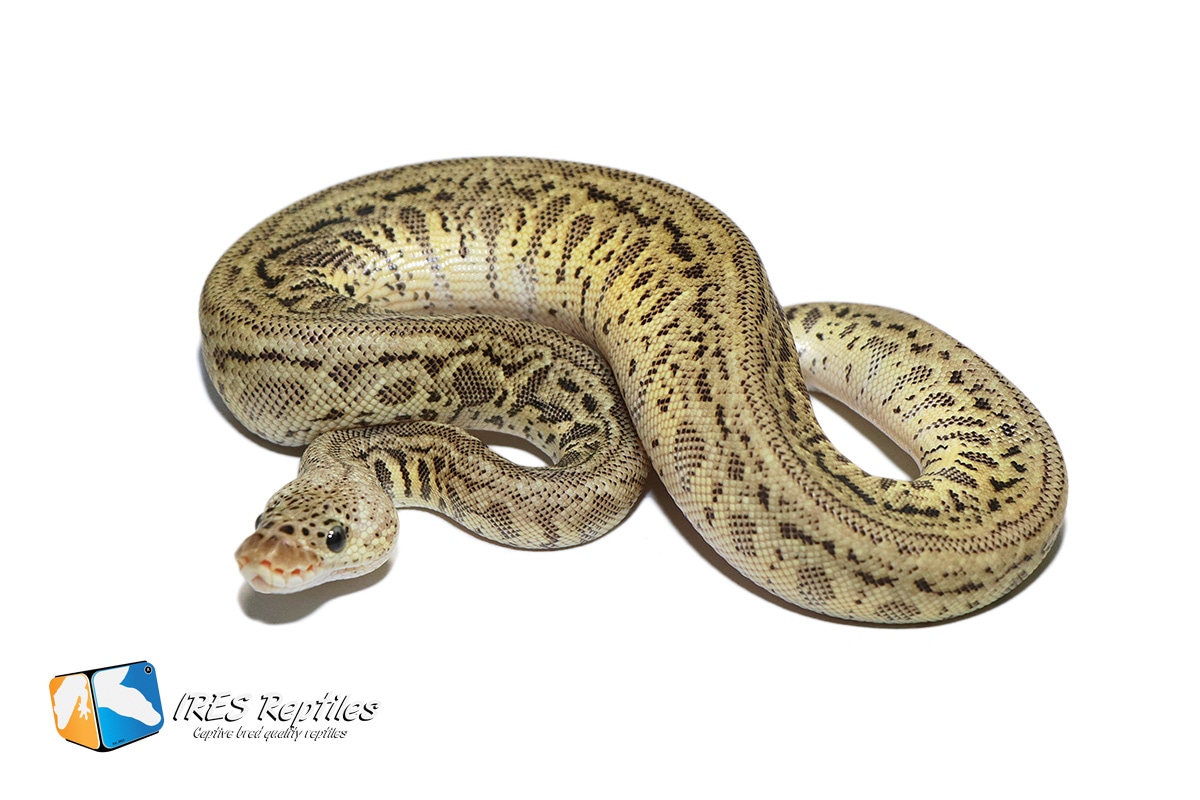 Pastel Leopard HGW Clown Het Moray Ball Python by IRES Reptiles