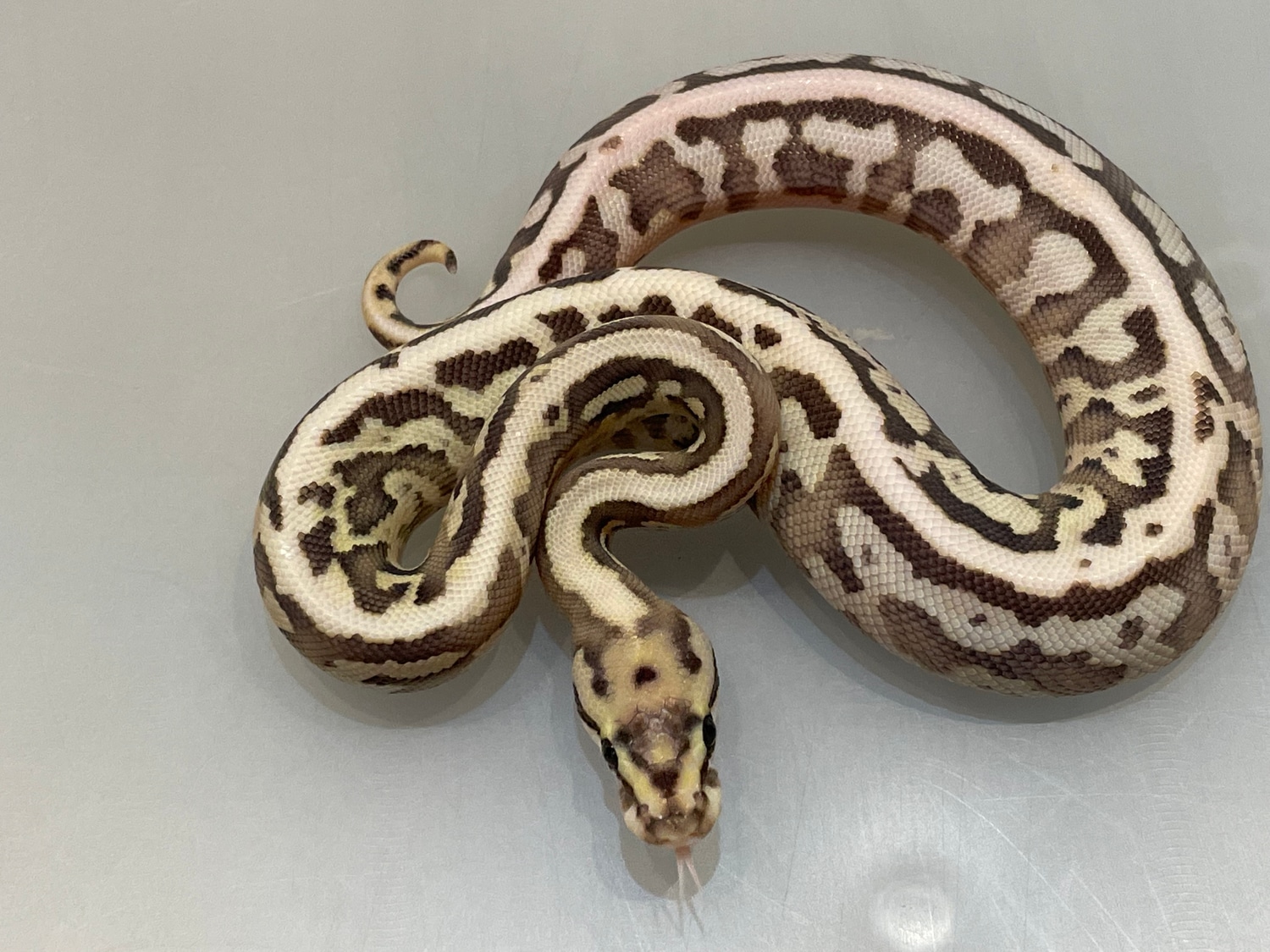 Confusion Butter Special Fire Yellowbelly Ball Python by Brock Wagner Reptiles