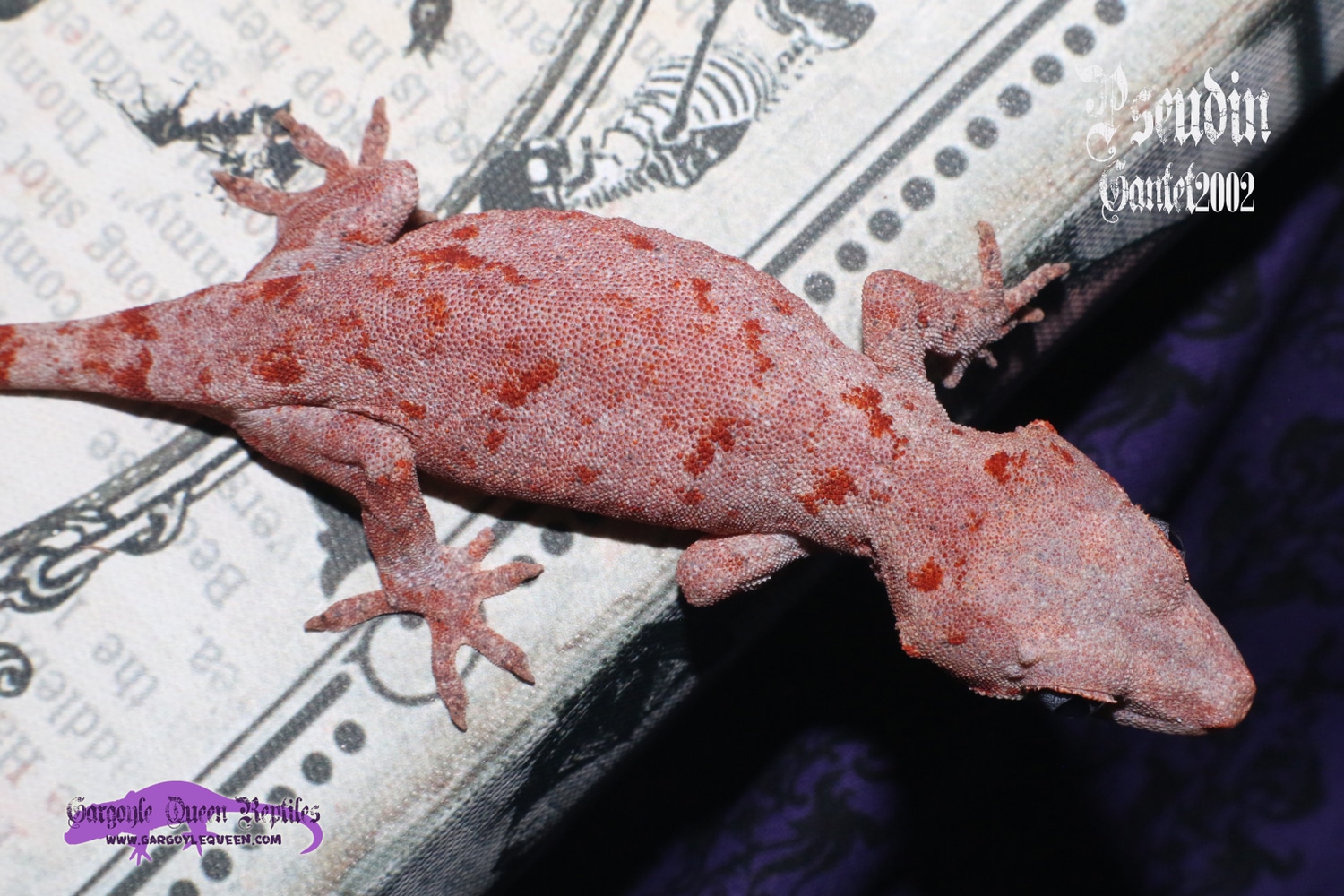 "Pseudin" Red Blotch W/ Pink Base Gargoyle Gecko by Gargoyle Queen Reptiles