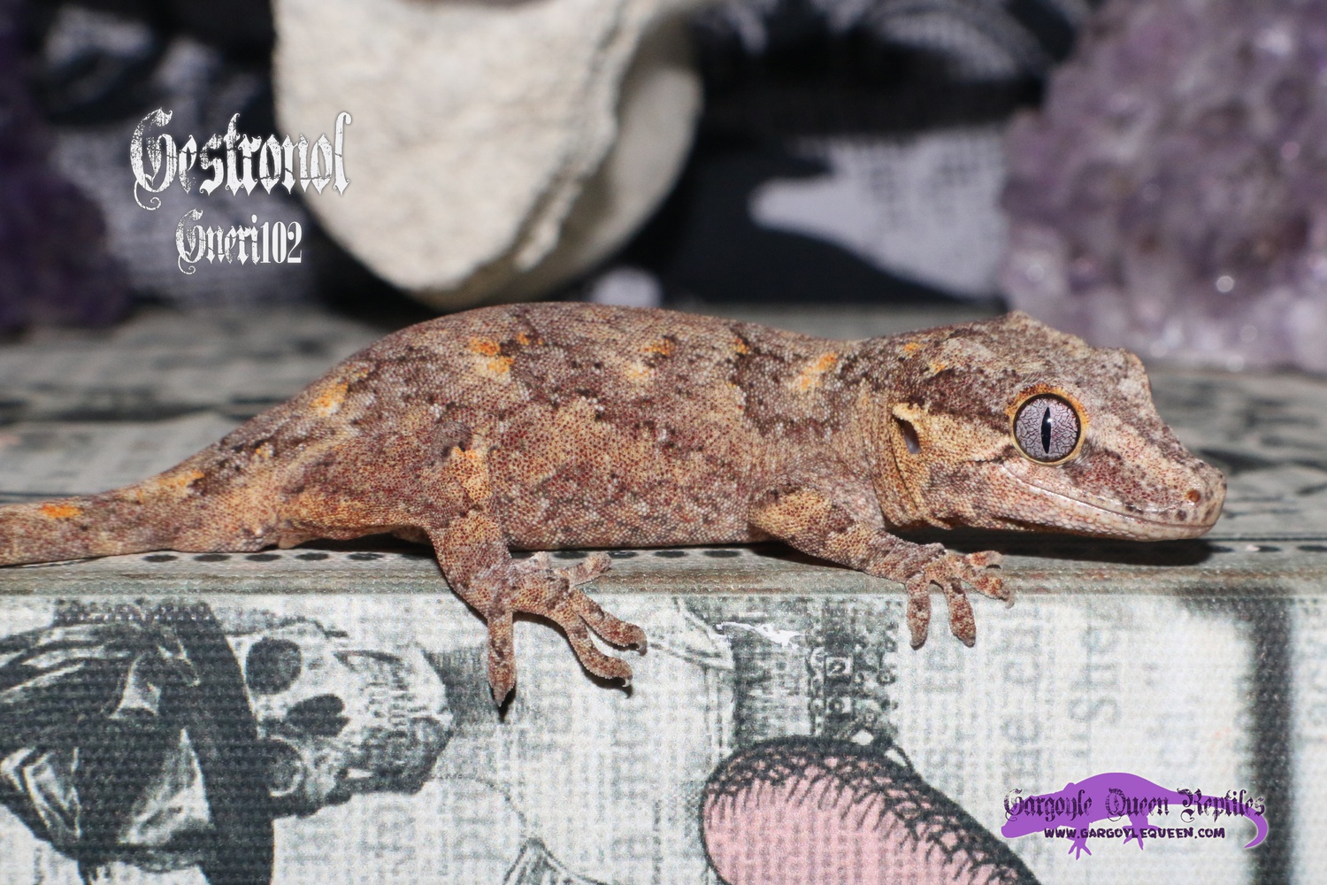 "Gestronol" Orange Blotch Banded Reticulated Gargoyle Gecko by Gargoyle Queen Reptiles