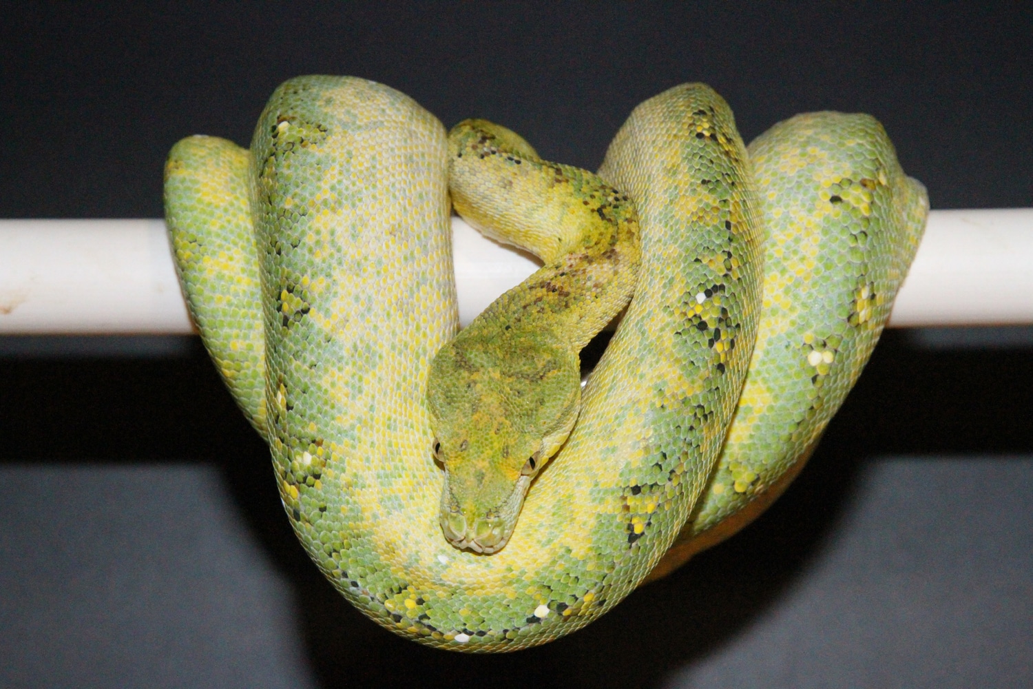 Calico - Green Tree Python Traits - Morphpedia