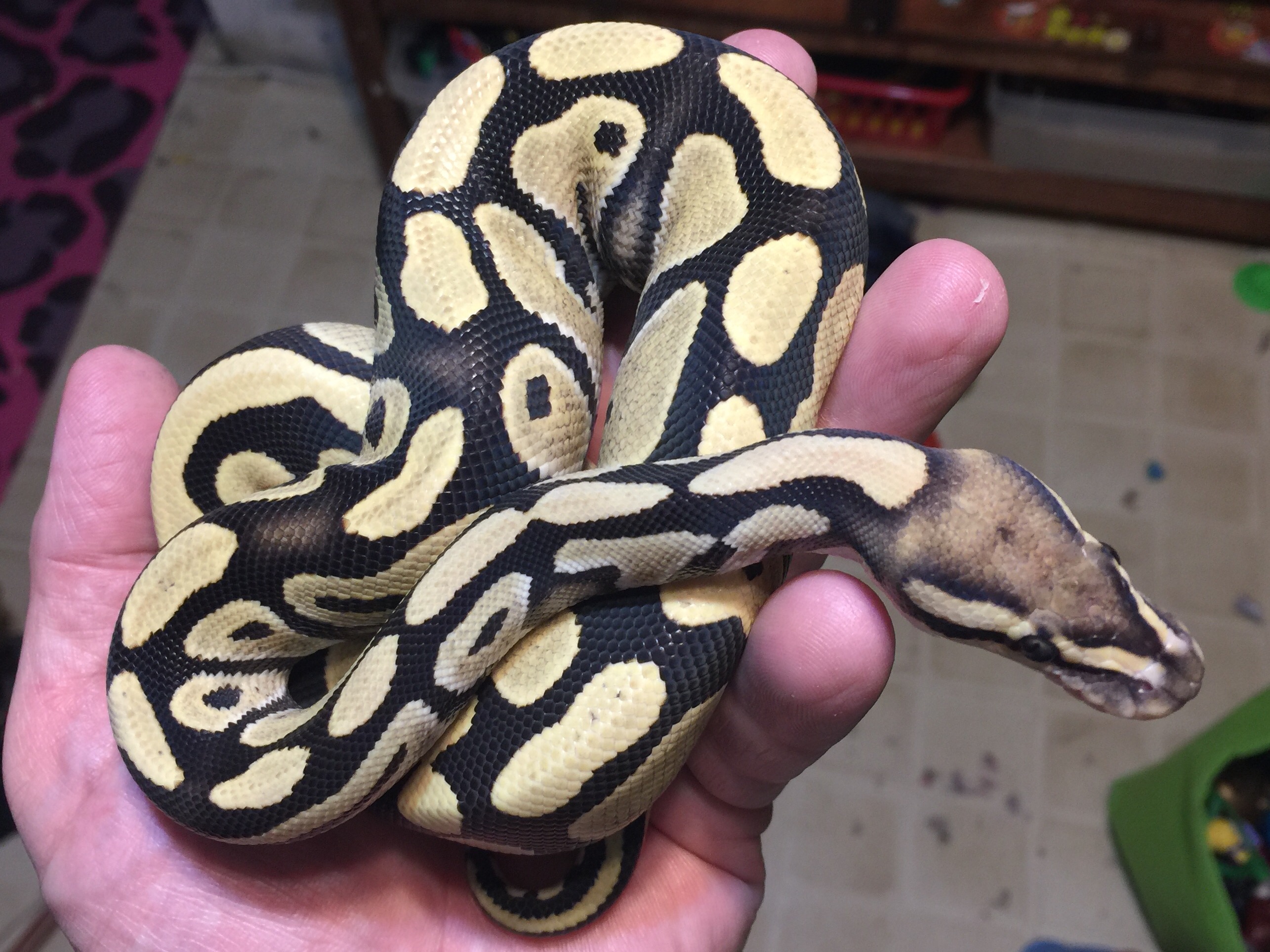 The 5 Most Costly And Rarest Ball Python Morphs In 2024 MVDY