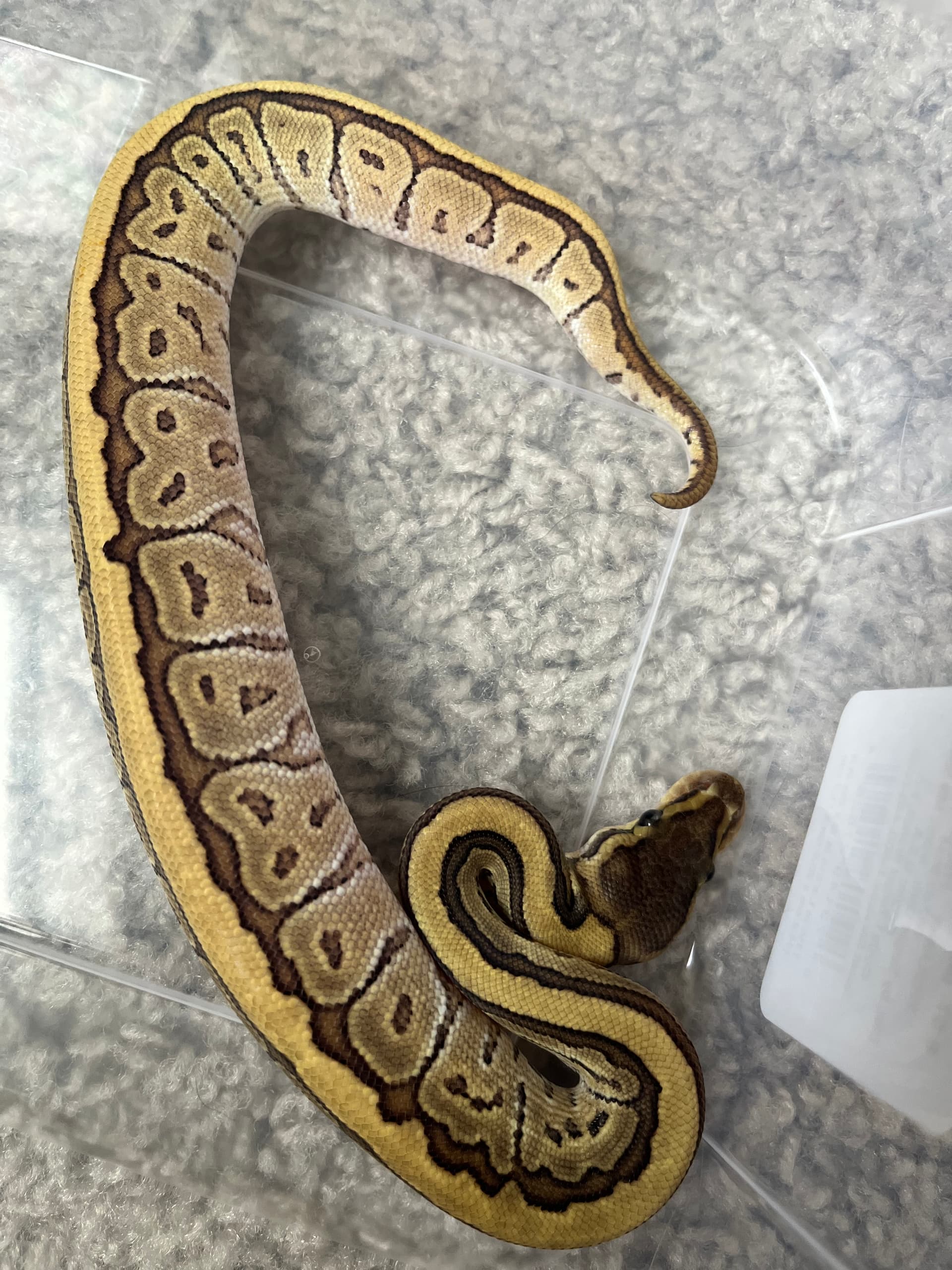 ID help with ball python clutch - Ball Pythons - MorphMarket Reptile ...