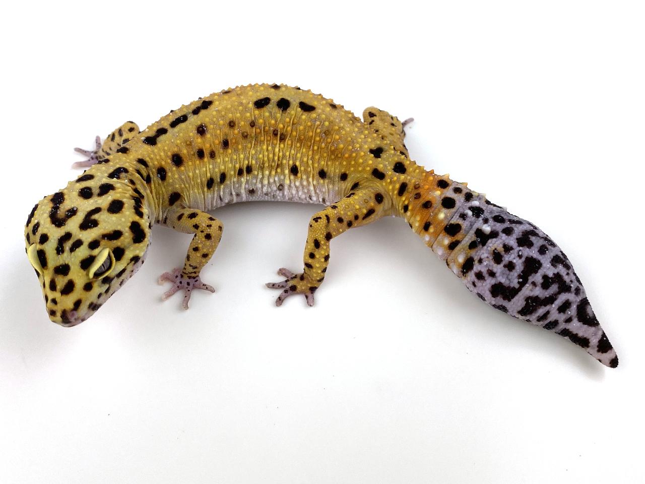 High Yellow Leopard Gecko by Royal Constrictor Designs
