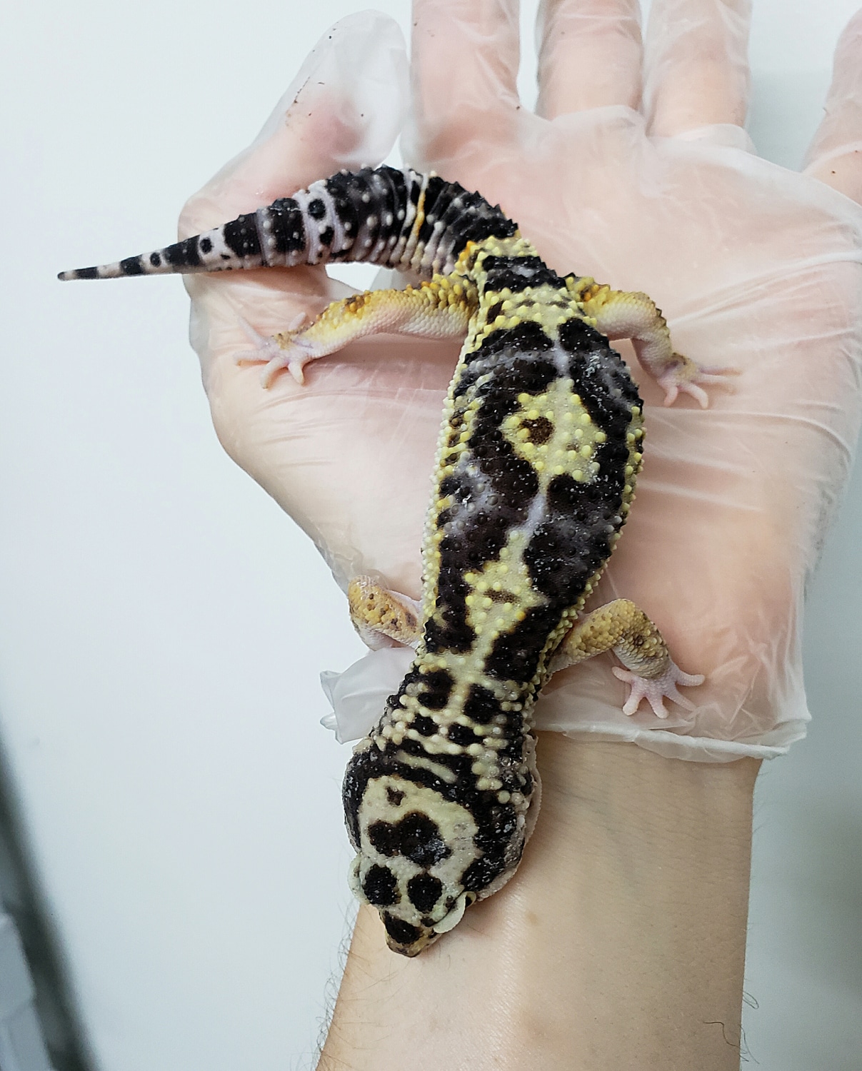 Black Night Bold Bandit Hyper Xanthic Male Poss Het Raptor Leopard Gecko by JMGreptile