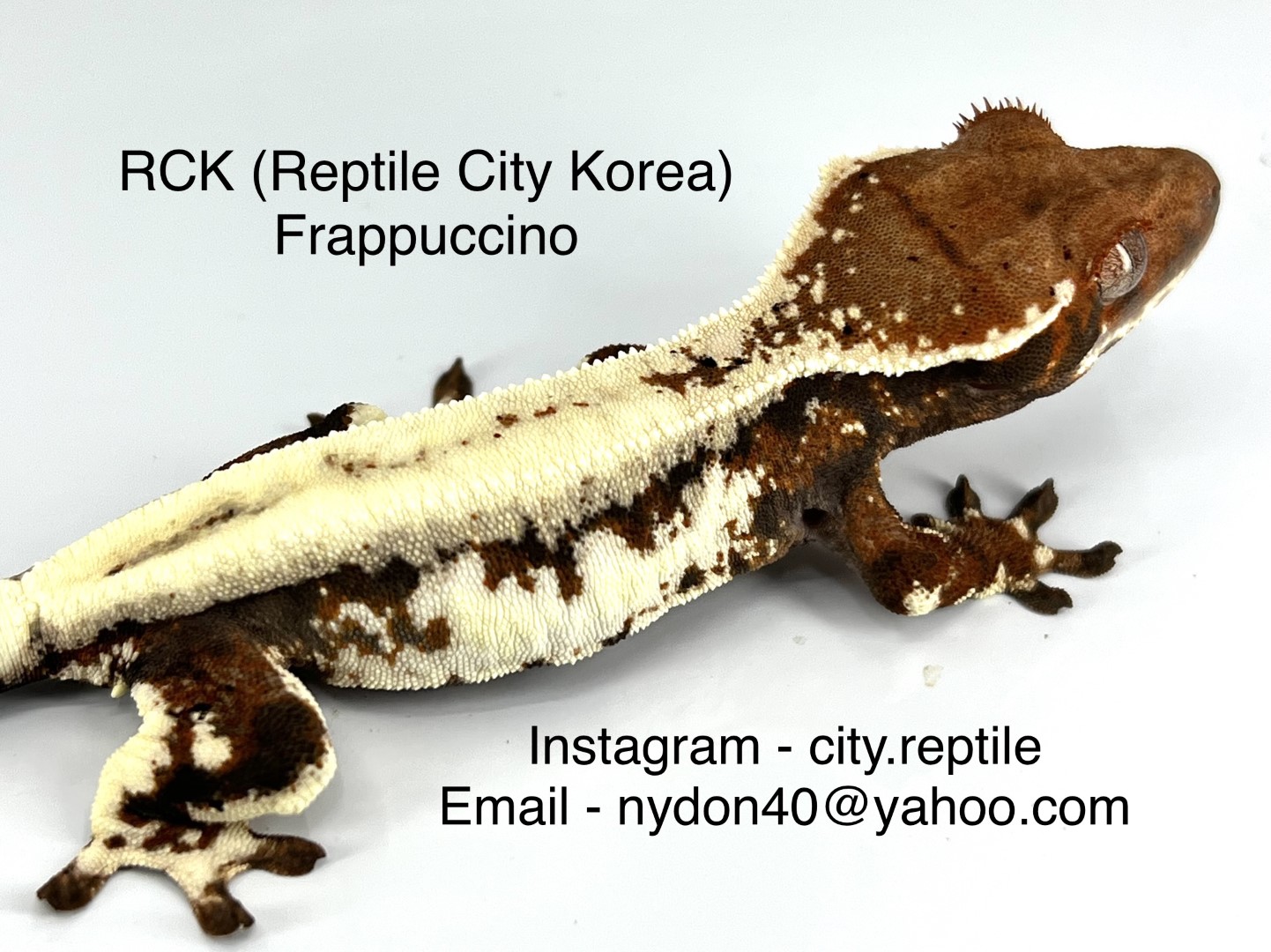 RCK Frappuccino by LIL MONSTER REPTILES