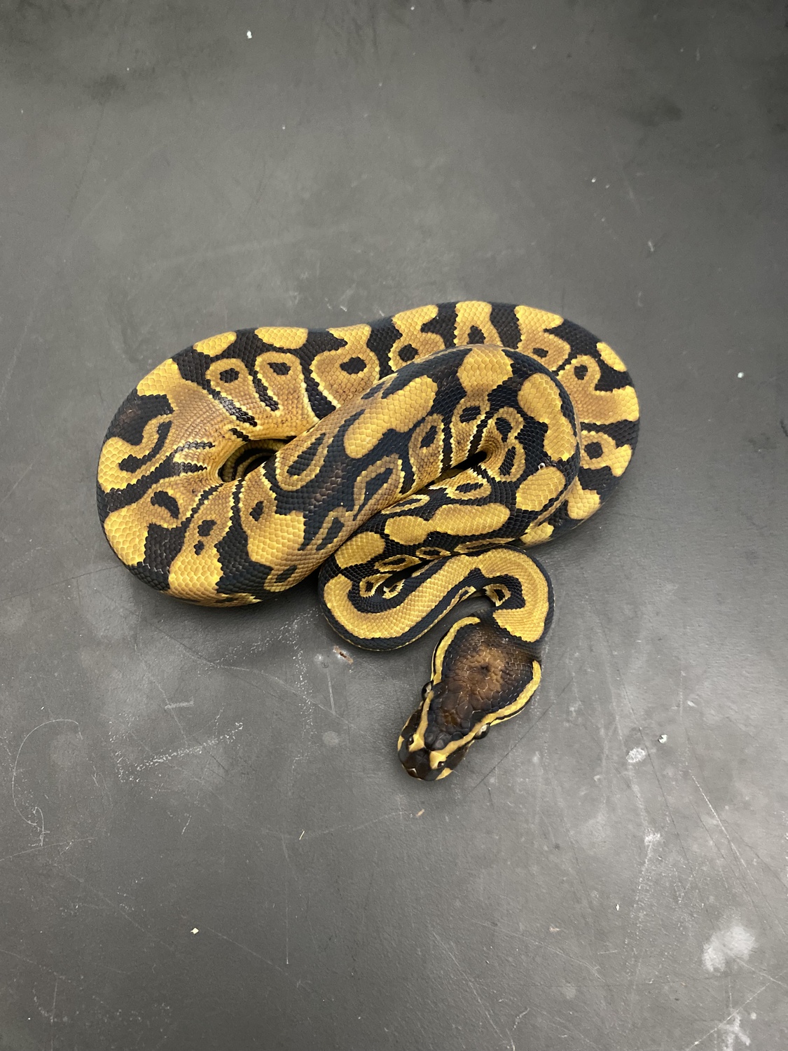Epic Het Clown Ball Python by Saunders Snakes