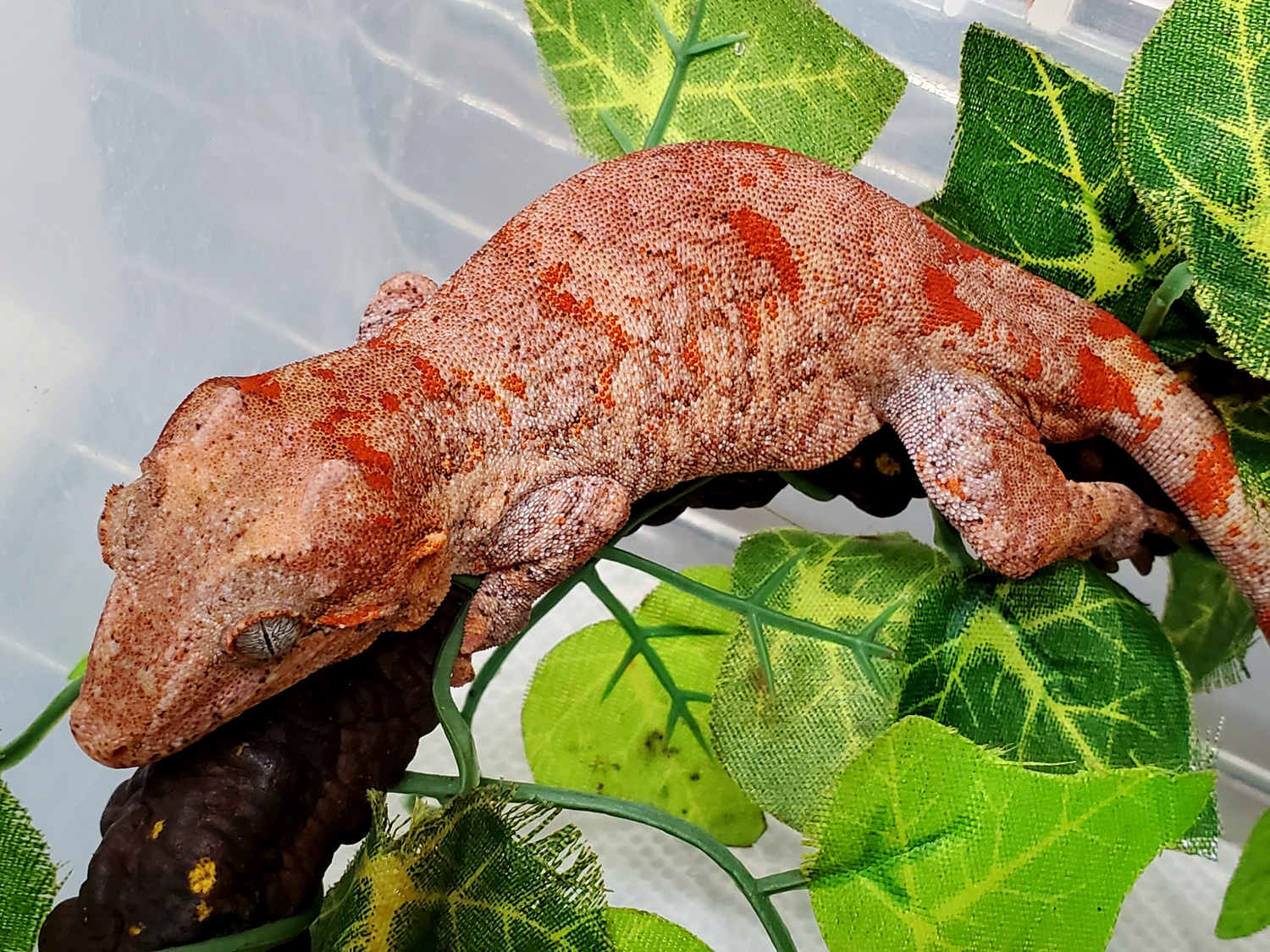 Red Base Red Blotch Gargoyle Gecko by Dragon's Den Herpetoculture