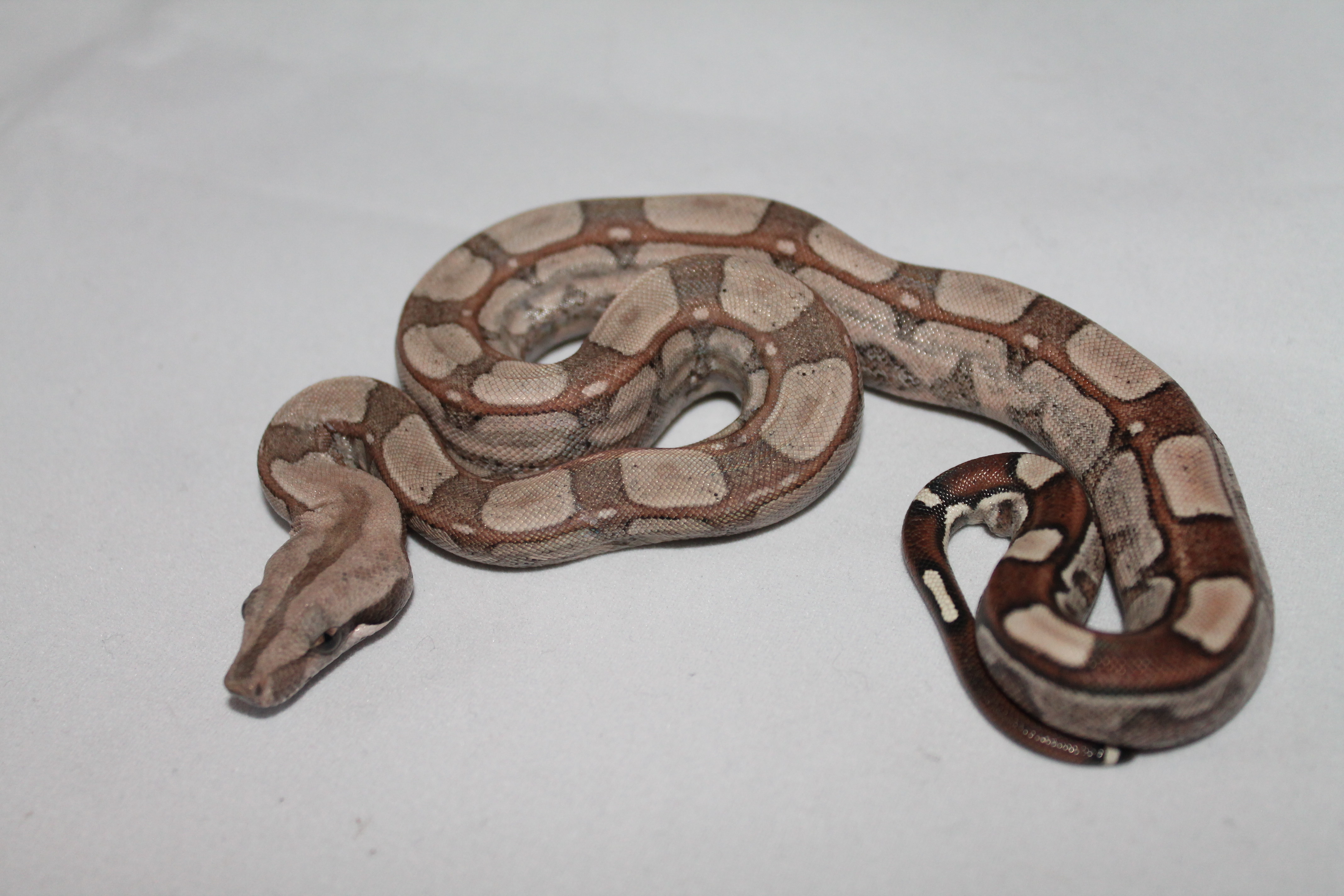 Key West Boa Constrictor by 1st Choice Boas